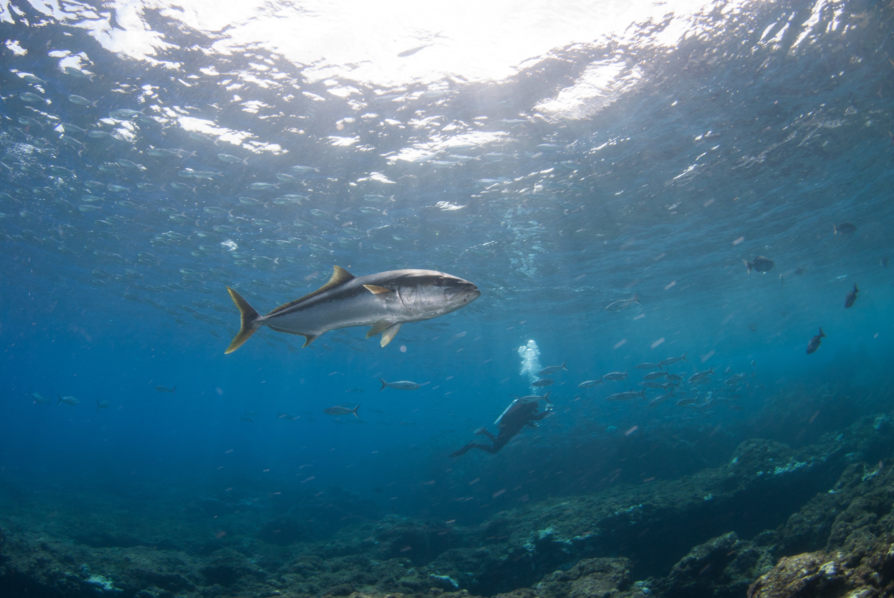 _JFG3926 – kermadec, islands, kermadecs, dive, images, remote, doc, sub tropical, subtropical, sub-tropical, marine, reserve, expedition, lust for rust, mesley, crispin, nz, new, zealand, new zealand, crispin, Kermadecs 13, Kingfish, Seriola, lalandi, king, fish