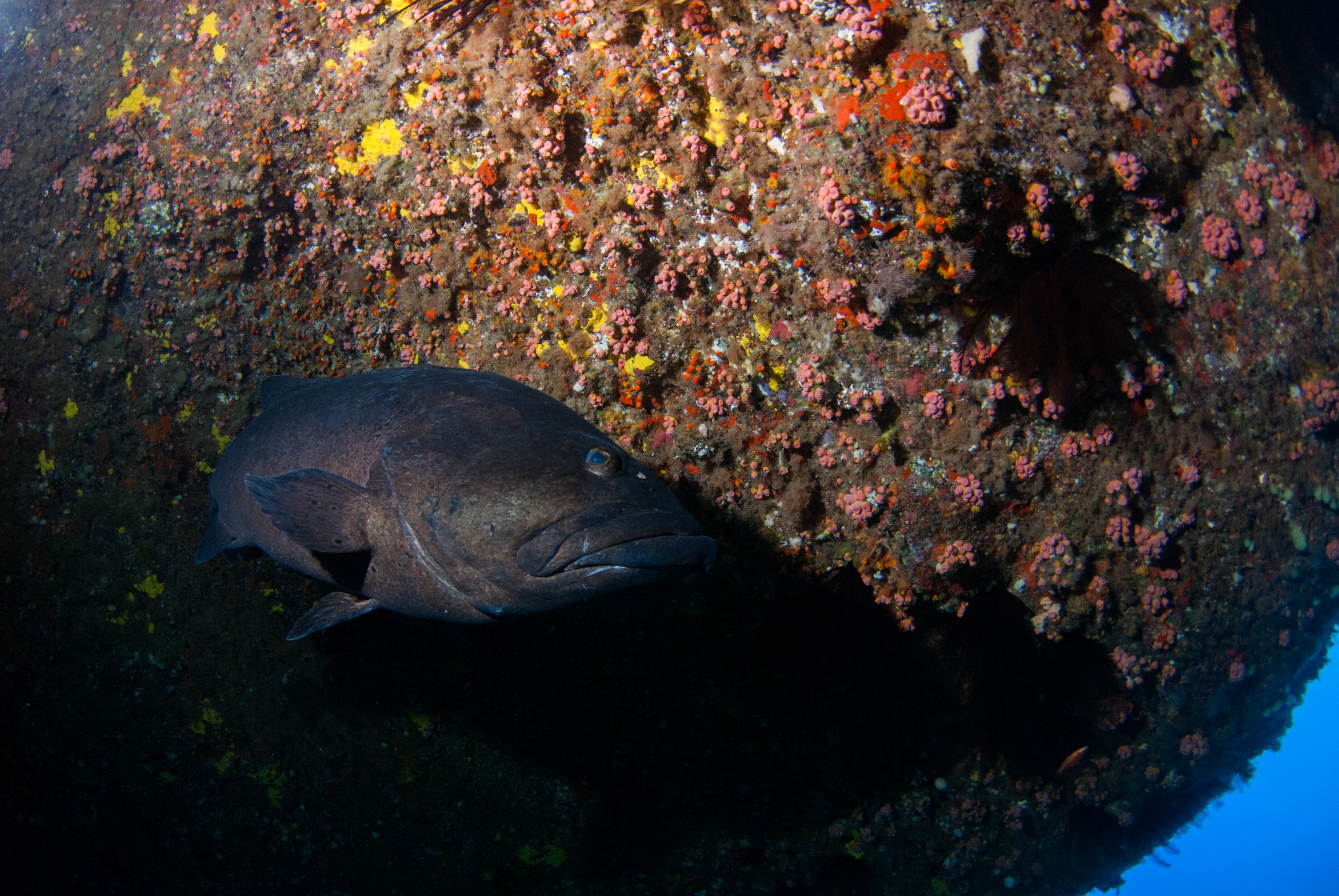 _JFG4016 – kermadec, islands, kermadecs, dive, images, remote, doc, sub tropical, subtropical, sub-tropical, marine, reserve, expedition, lust for rust, mesley, crispin, nz, new, zealand, new zealand, crispin, Kermadecs 13, Black, Spotted, Grouper, Epinephelus, daemelii,