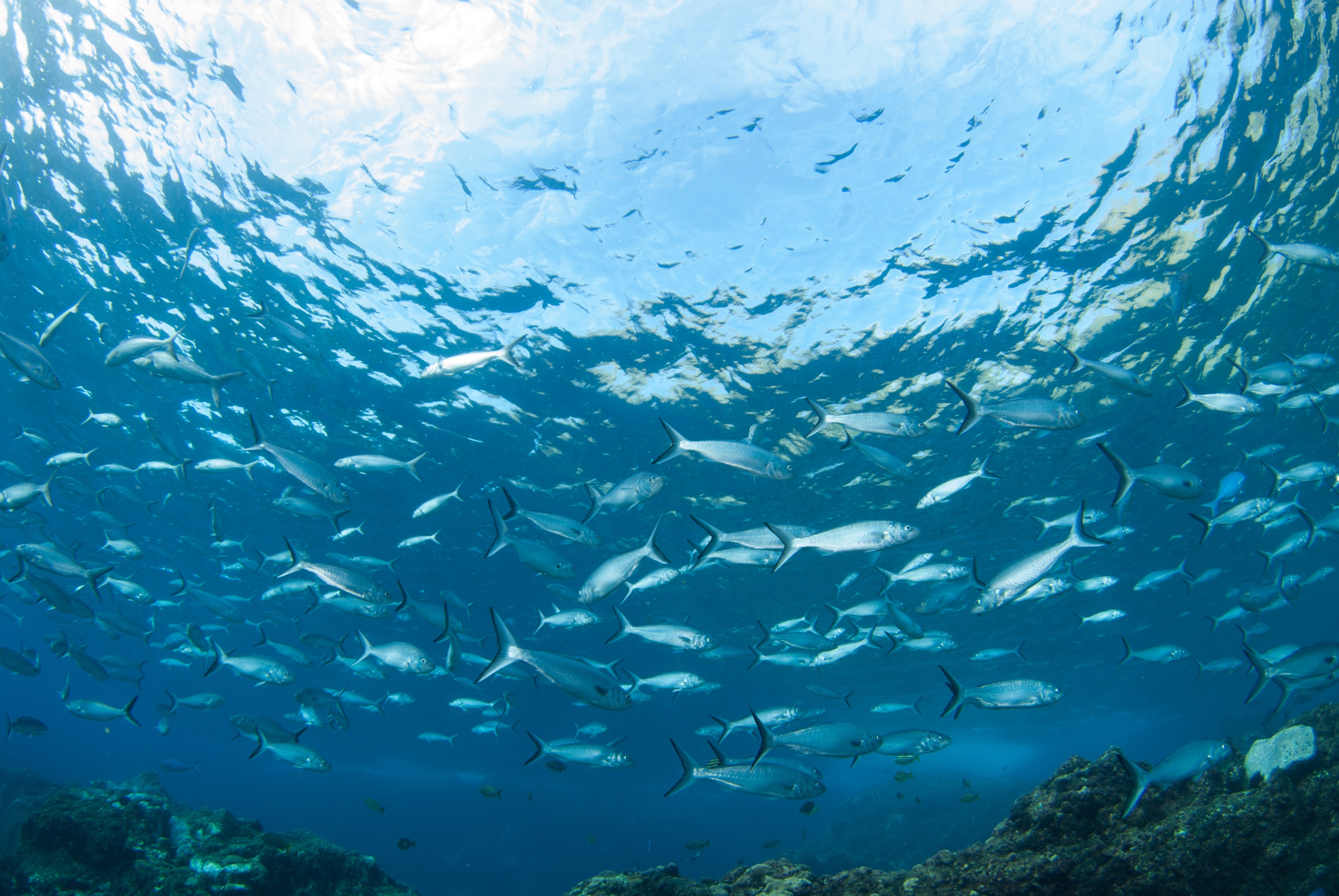 _JFG4062 – kermadec, islands, kermadecs, dive, images, remote, doc, sub tropical, subtropical, sub-tropical, marine, reserve, expedition, lust for rust, mesley, crispin, nz, new, zealand, new zealand, crispin, Kermadecs 13, Northern, Kahawai, Arripis, xylabion,