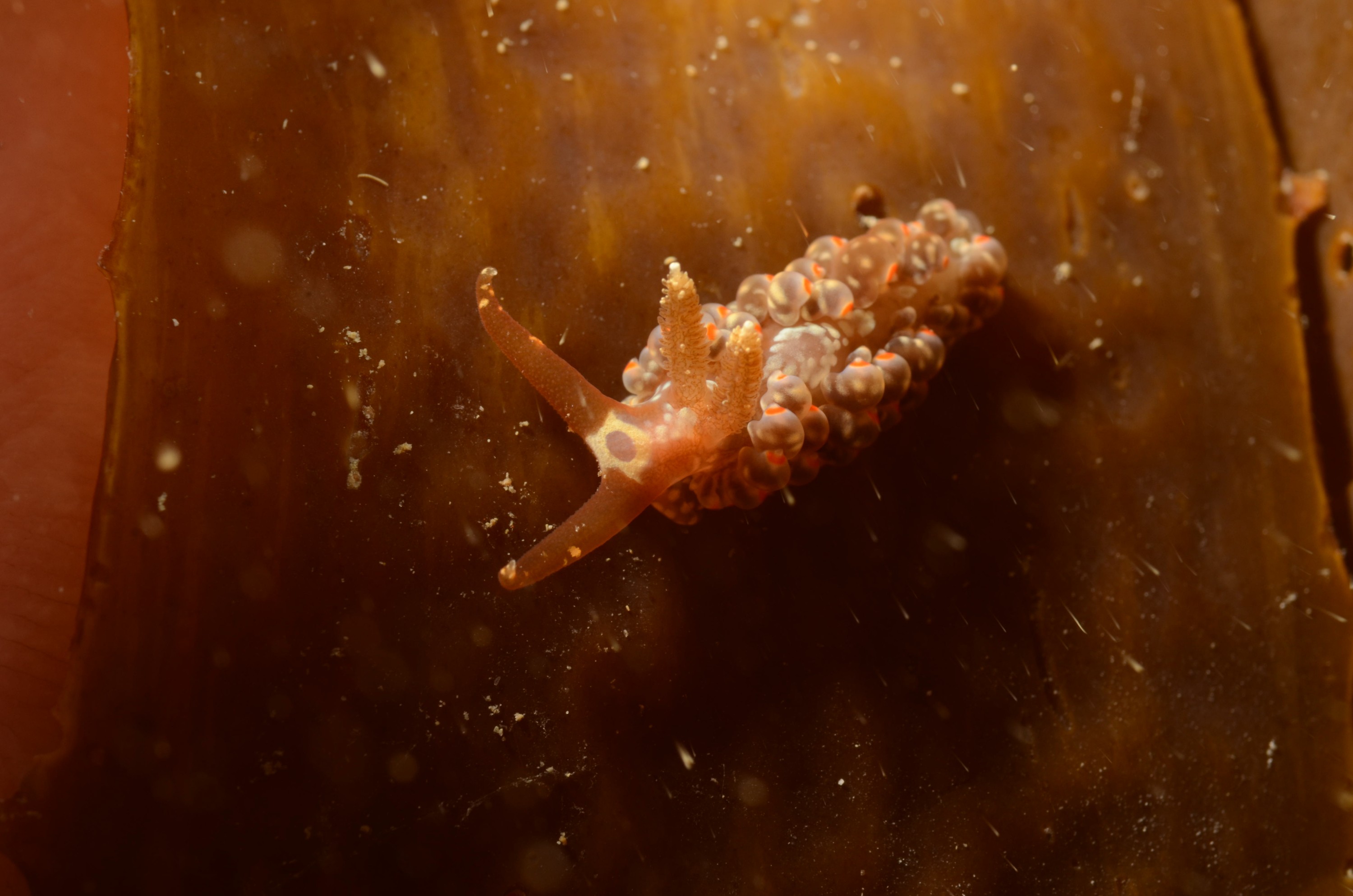 DSC_1036 – crispin, Underwater, Unknown, sea, slug, seaslug, orange, white, poor, knights, marine, reserve, Crispin, marine, new zealand, zealand, new, nz,
