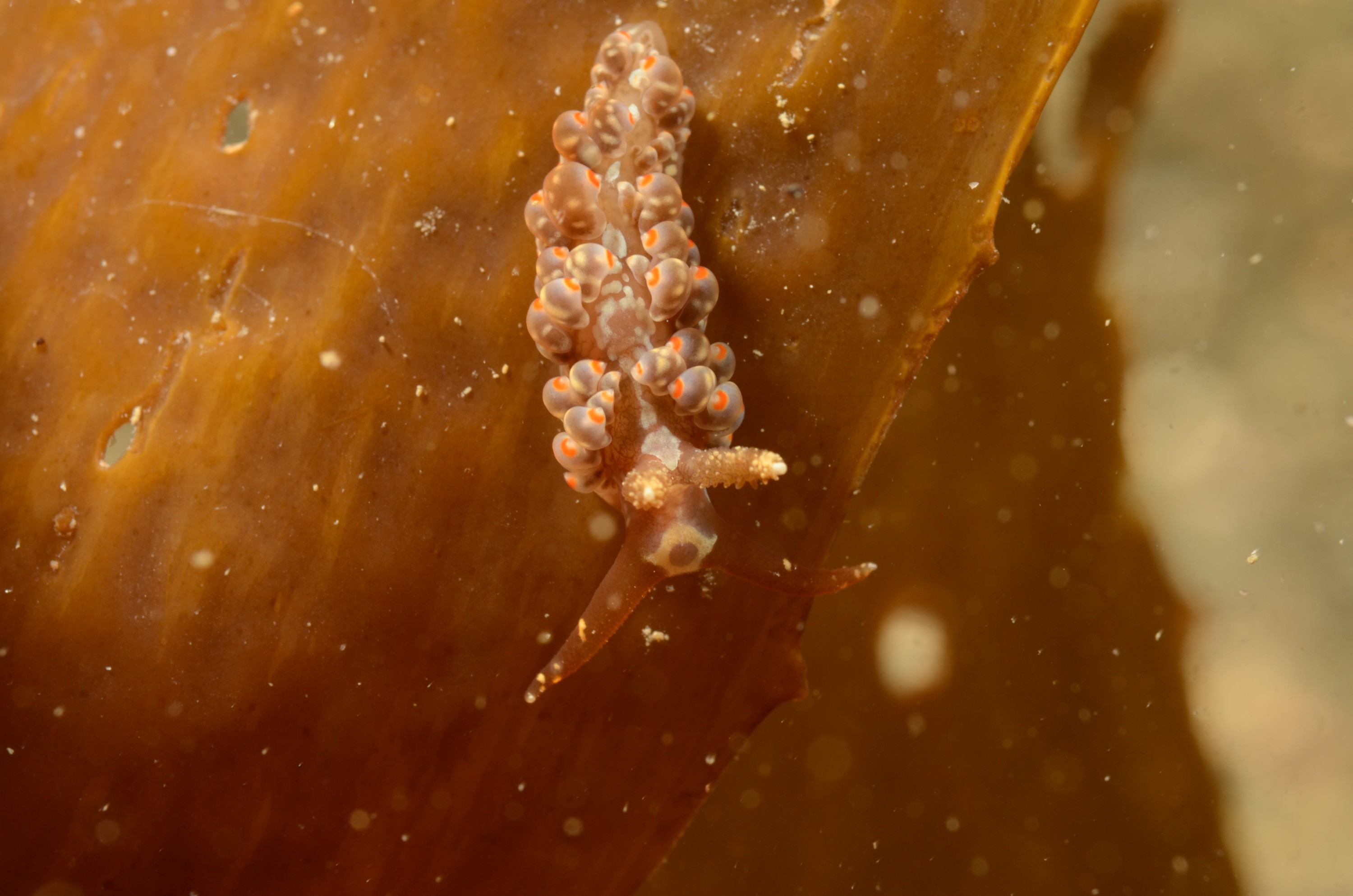 DSC_1038 – crispin, Underwater, Unknown, sea, slug, seaslug, orange, white, poor, knights, marine, reserve, Crispin, marine, new zealand, zealand, new, nz,