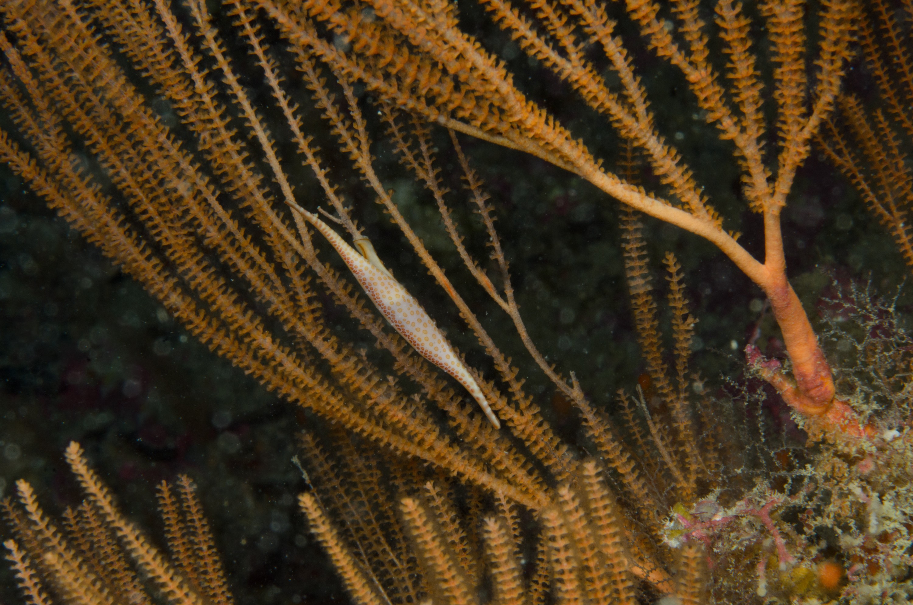 DSC_4663 – Crispin, Kurodavolva, NZ, cowrie, deep, denleys, new, northland, primnoides, rare, reef, spindle, wakayamensis, zealand, JAN17