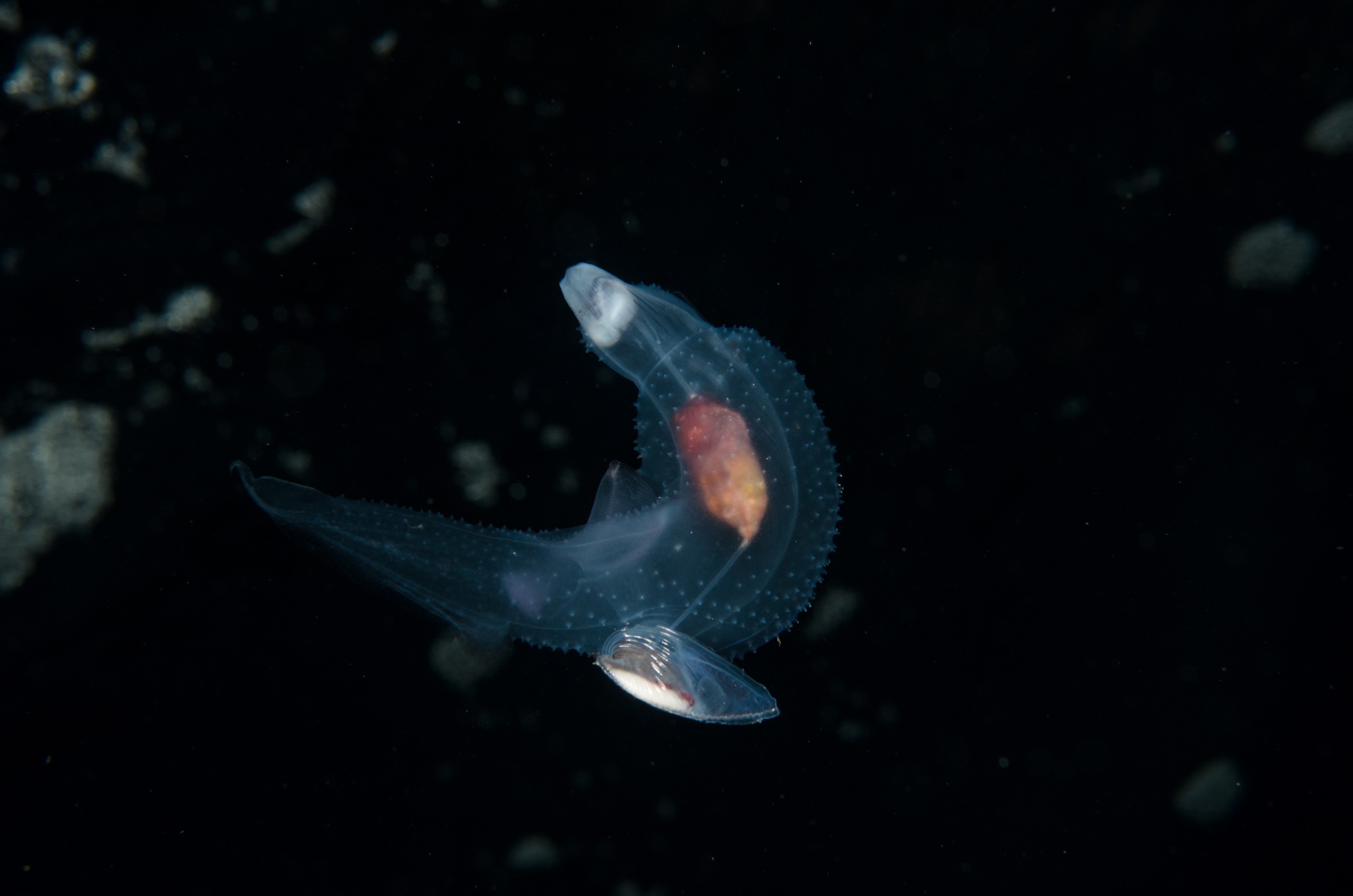 DSC_7855 – Butterfly, Crispin, PKI010916, Sea, Thecosomata, knights, marine, new, nz, pelagic, poor, reserve, snail, swimming, underwater, www.seacologynz.com, zealand