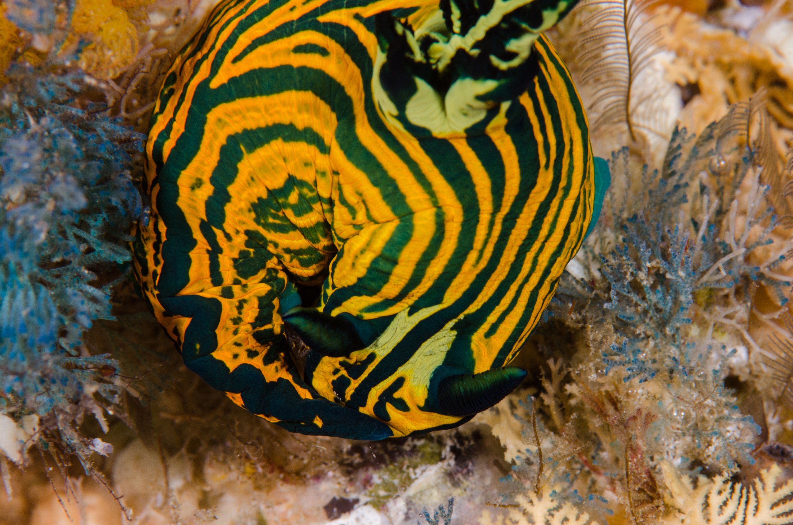 DSC_7997 – Underwater, Roboastra, luteolineata, stripes, green, yellow, nudibranch, seaslug, slug, sea, poor, knights, marine, reserve, Doridina, Crispin, marine, new zealand, zealand, new, nz,
