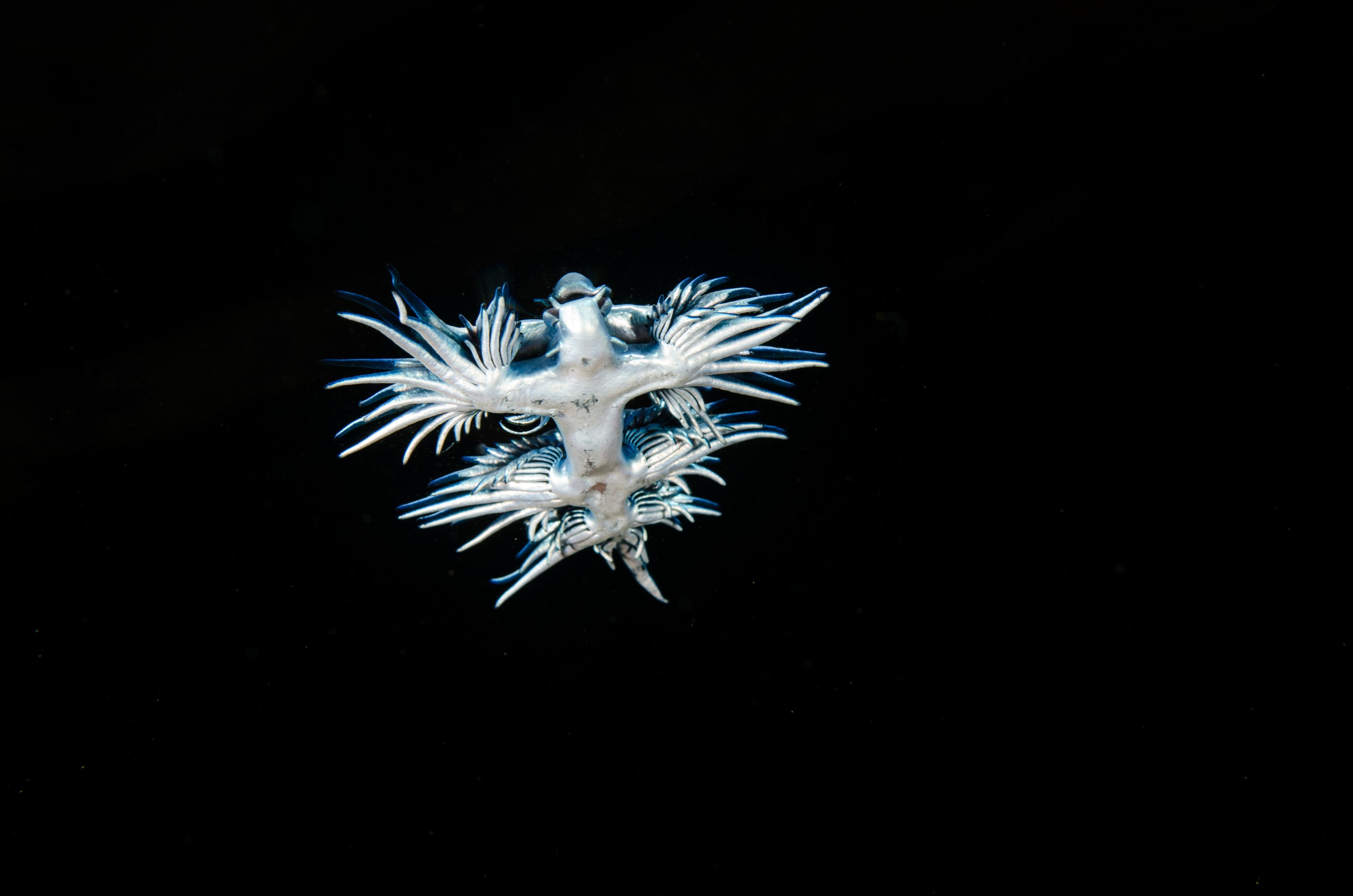 DSC_9639 – Underwater, Glaucus, atlanticus, Northland, nudibranch, blue, pokemon, pelagic, swallow, seaslug, sea slug, slug, sea, Crispin, marine, new zealand, zealand, new, nz,