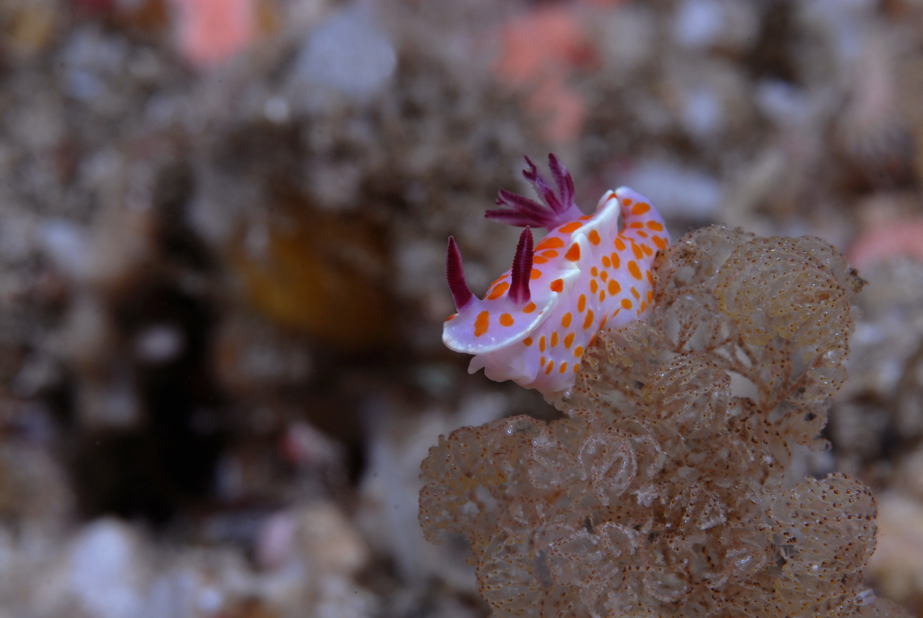 _JFG1831 – clown, nudi, nudibranch, seaslug, slug, sea, Ceratosoma, amoena, pink, orange, poor, knights, marine, reserve