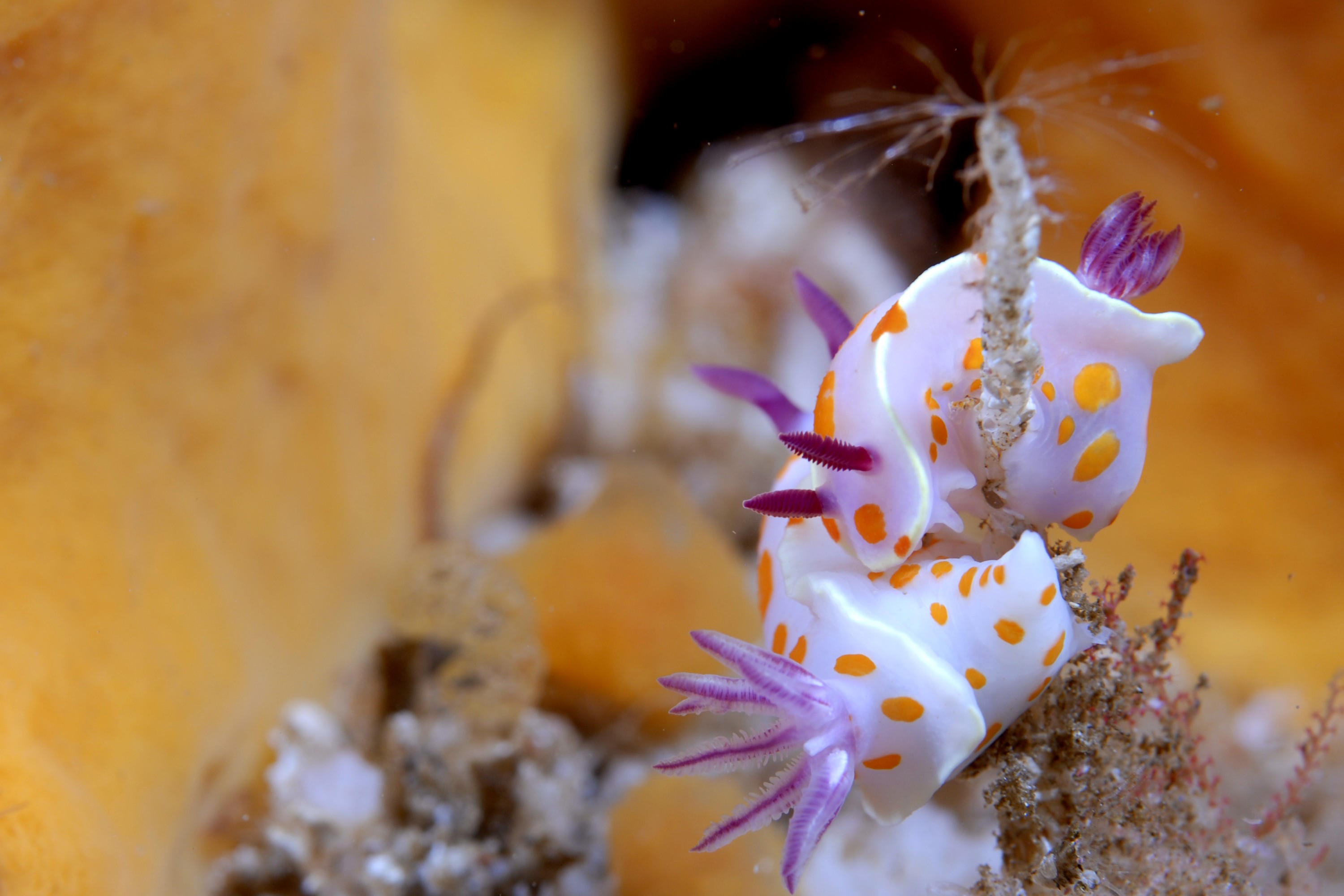 _JFG1843 – clown, nudi, nudibranch, seaslug, slug, sea, Ceratosoma, amoena, pink, orange, poor, knights, marine, reserve