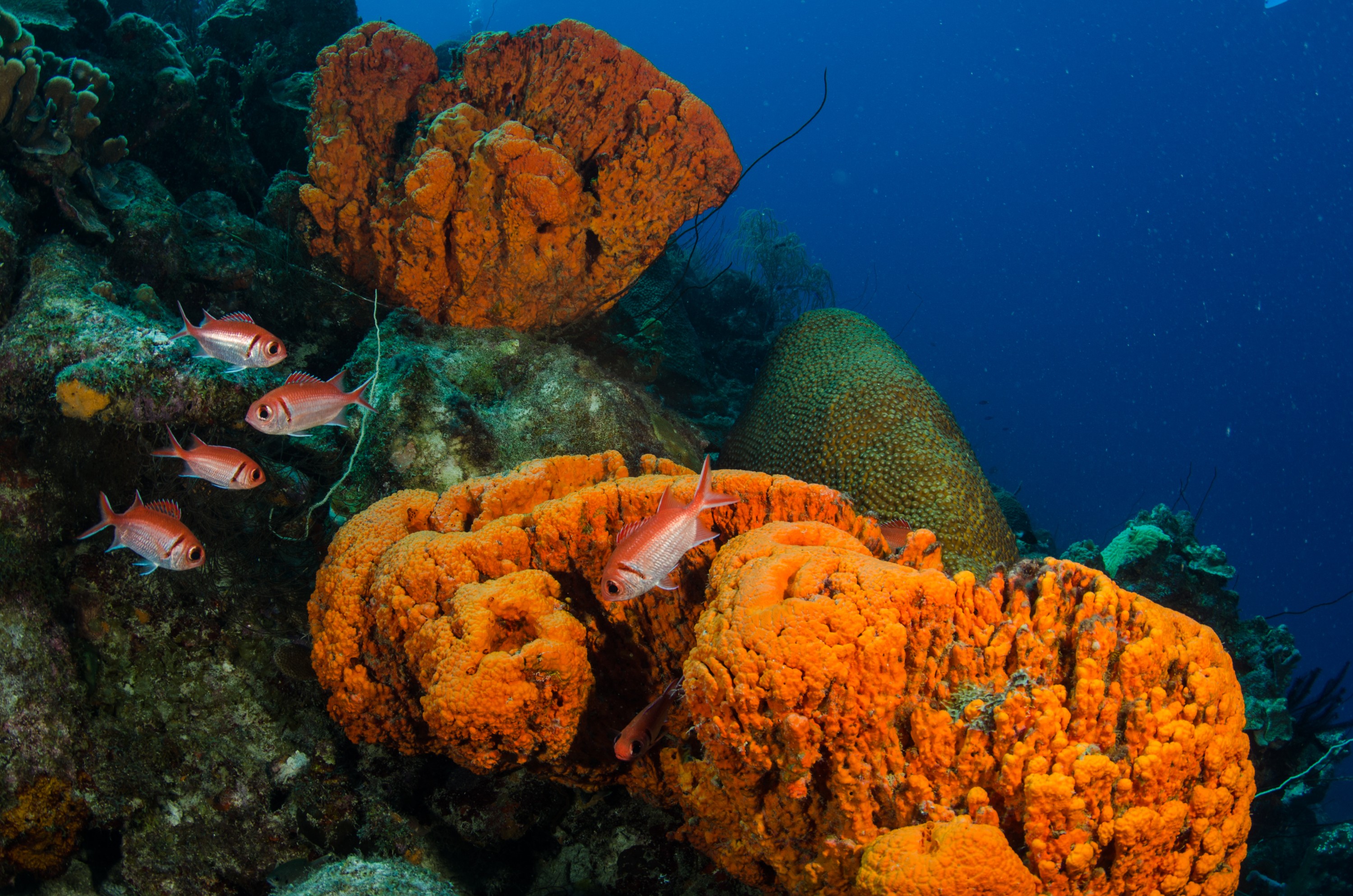 DSC_4090 – Bonaire, Marine, Park, Caribbean, crispin, aaus, Sponge