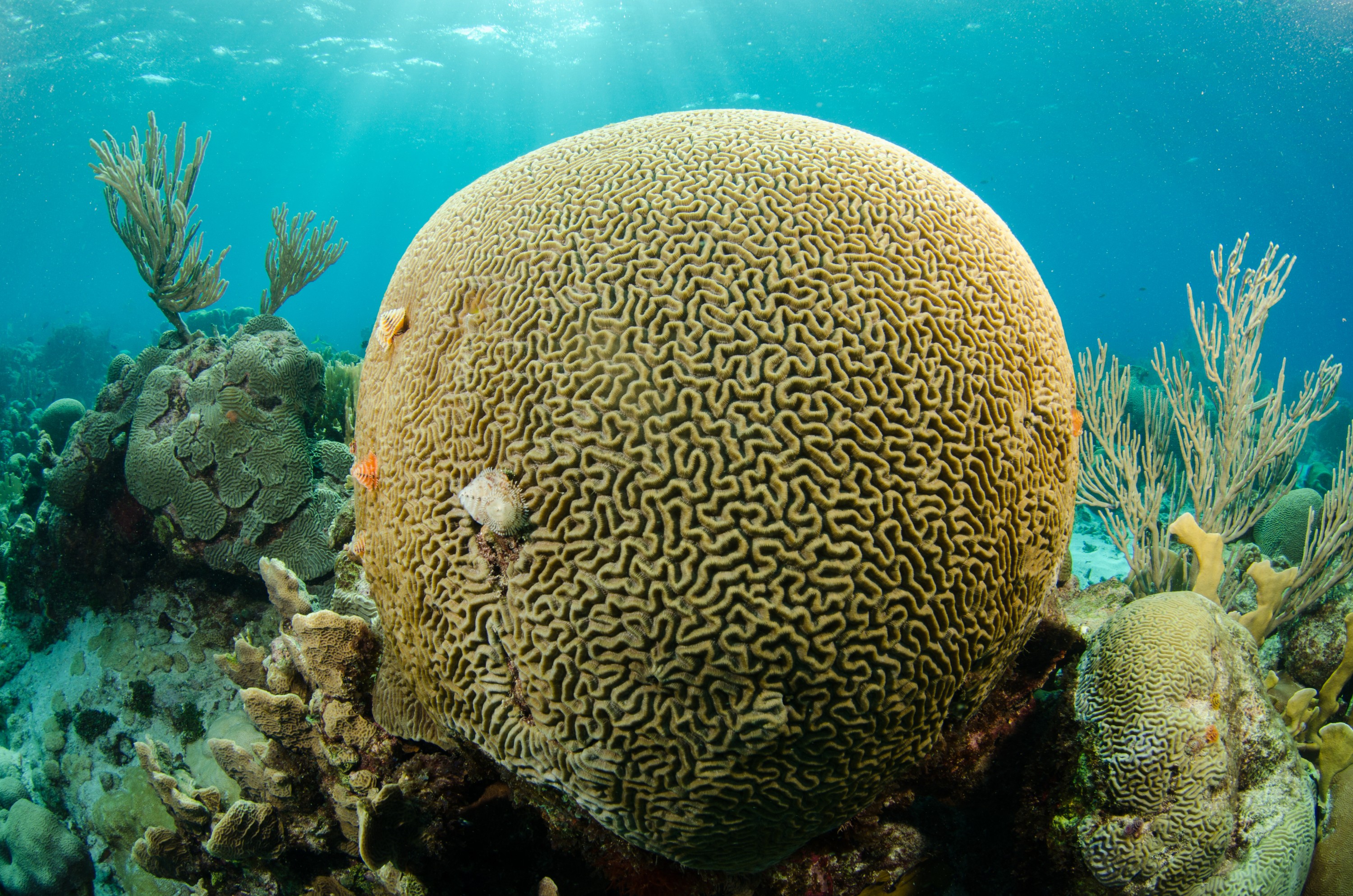 DSC_4229 – Bonaire, Marine, Park, Caribbean, crispin, aaus, brain, coral