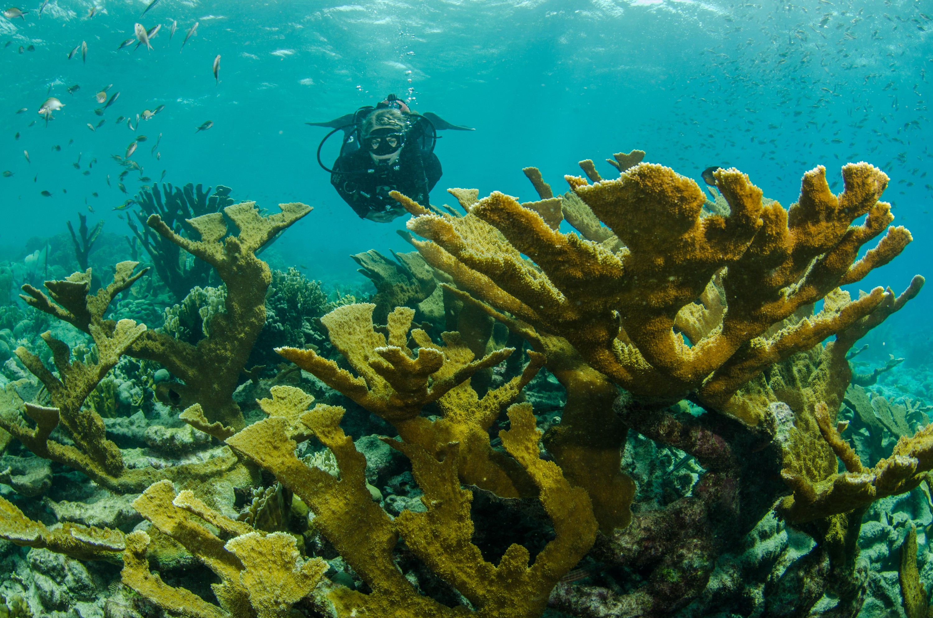 DSC_4369 – Bonaire, Marine, Park, Caribbean, crispin, aaus, elk, horn, coral