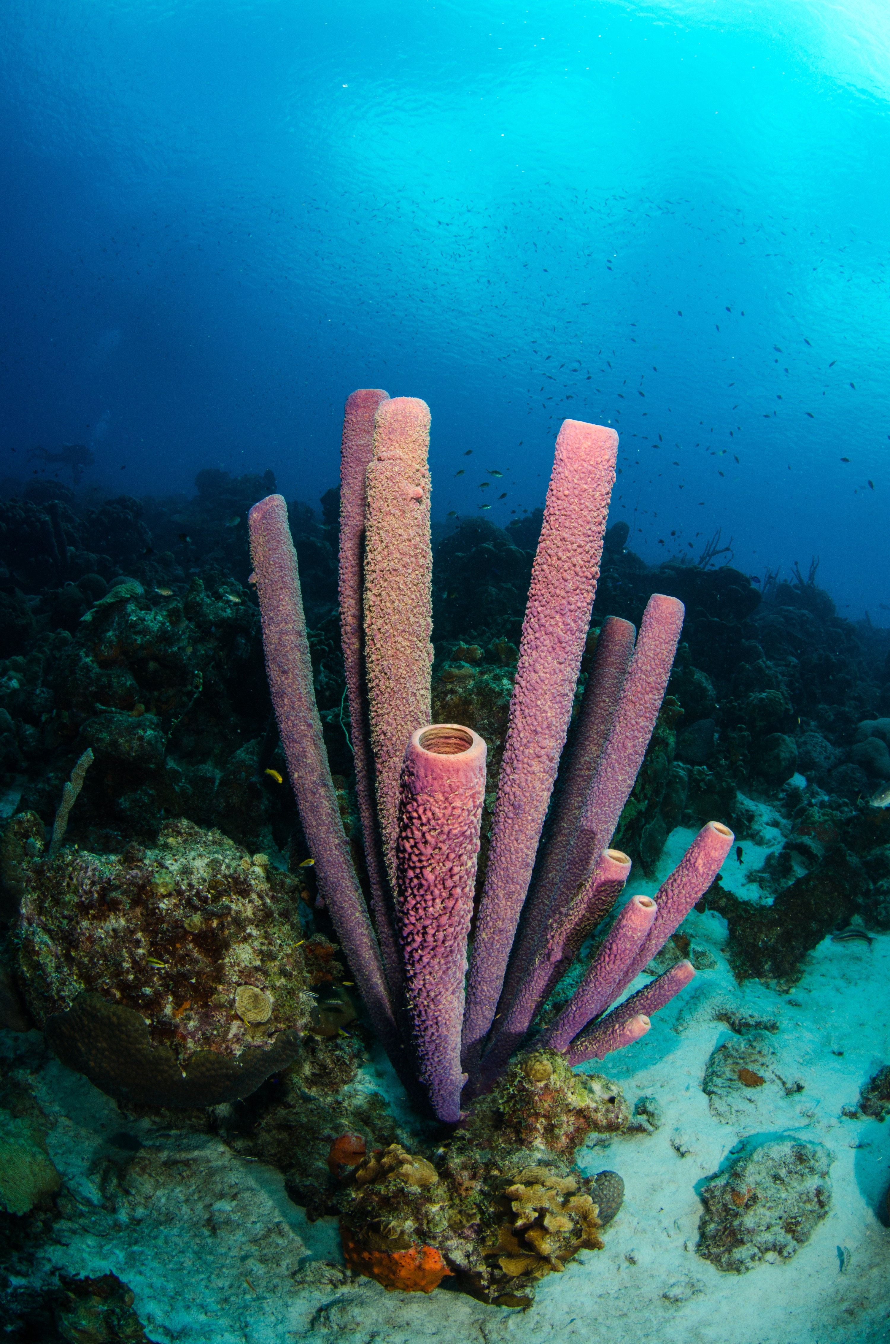 DSC_4432 – Bonaire, Marine, Park, Caribbean, crispin, aaus, Stovepipe, Sponge