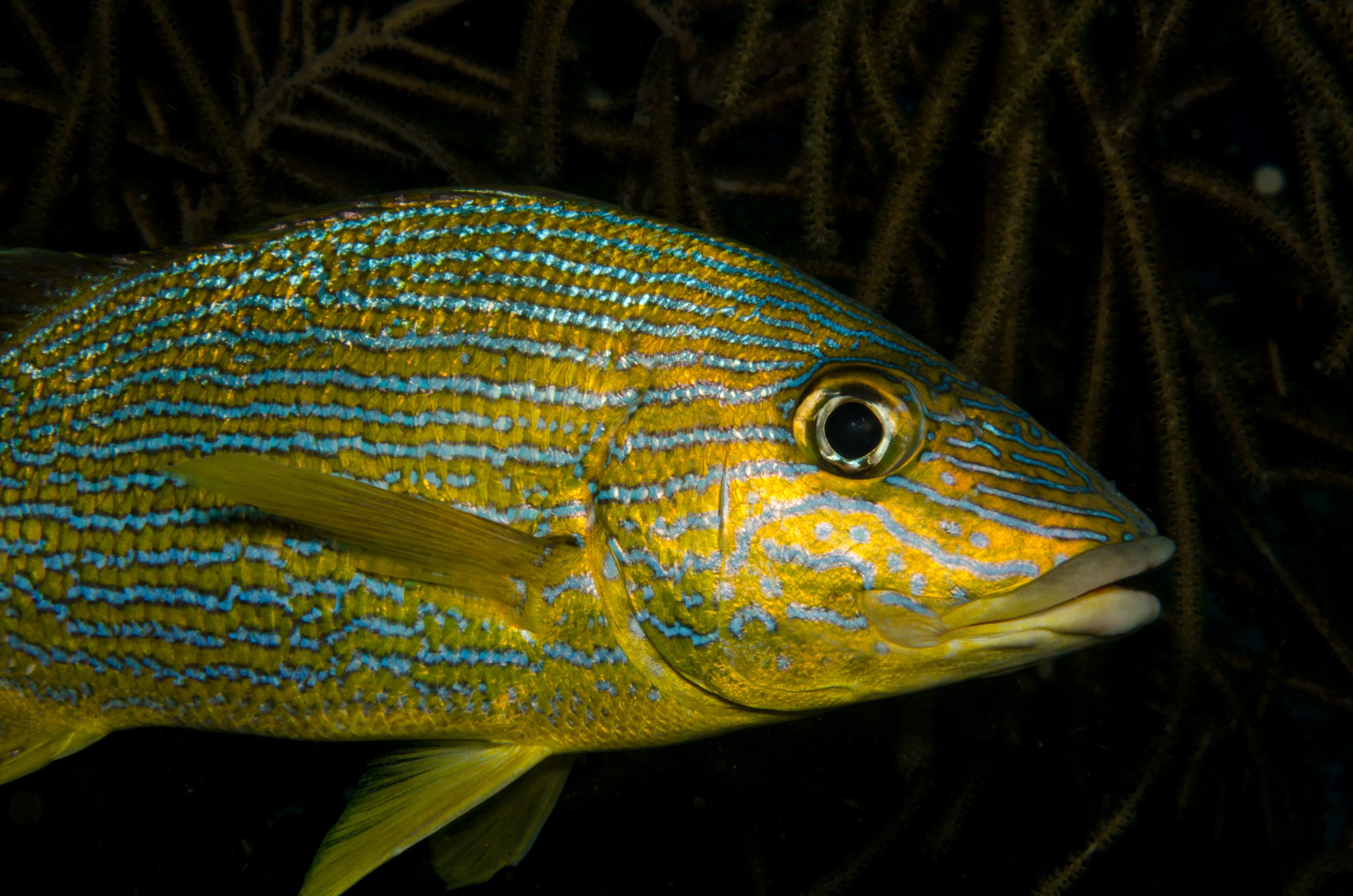 DSC_5159 – Bonaire, Marine, Park, Caribbean, crispin, aaus, Bluestripe, Grunt, blue, stripe