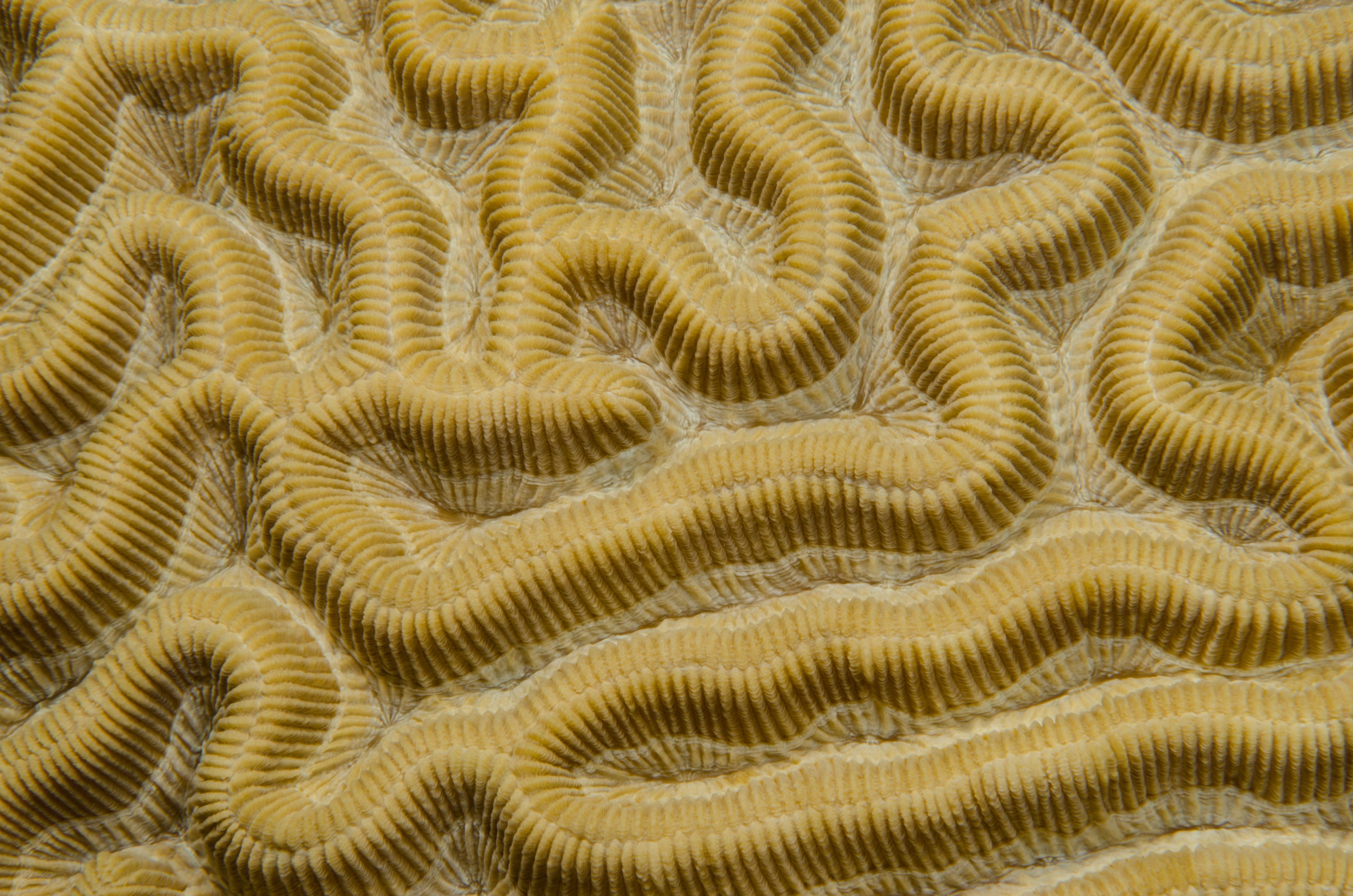 DSC_5162 – Bonaire, Marine, Park, Caribbean, crispin, aaus, Coral
