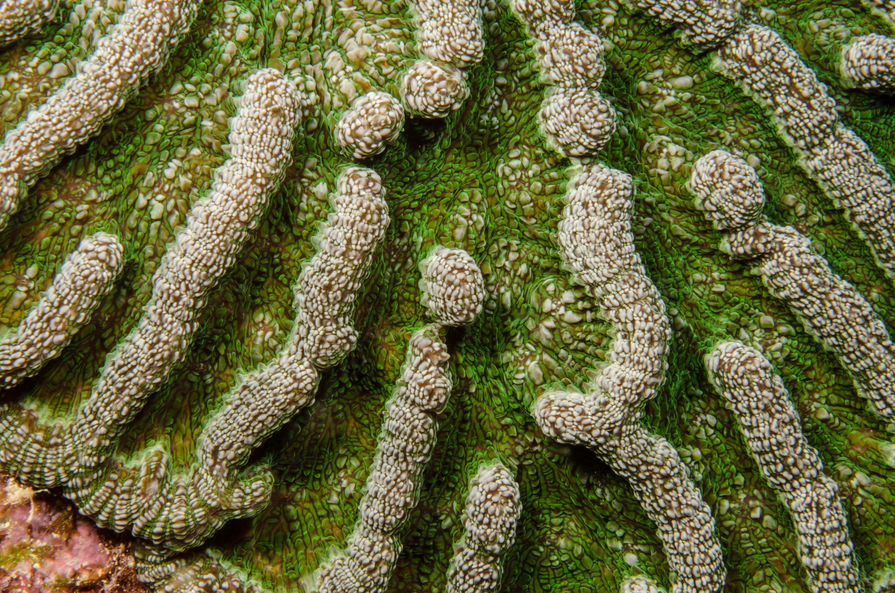 DSC_5207 – Bonaire, Marine, Park, Caribbean, crispin, aaus, Coral