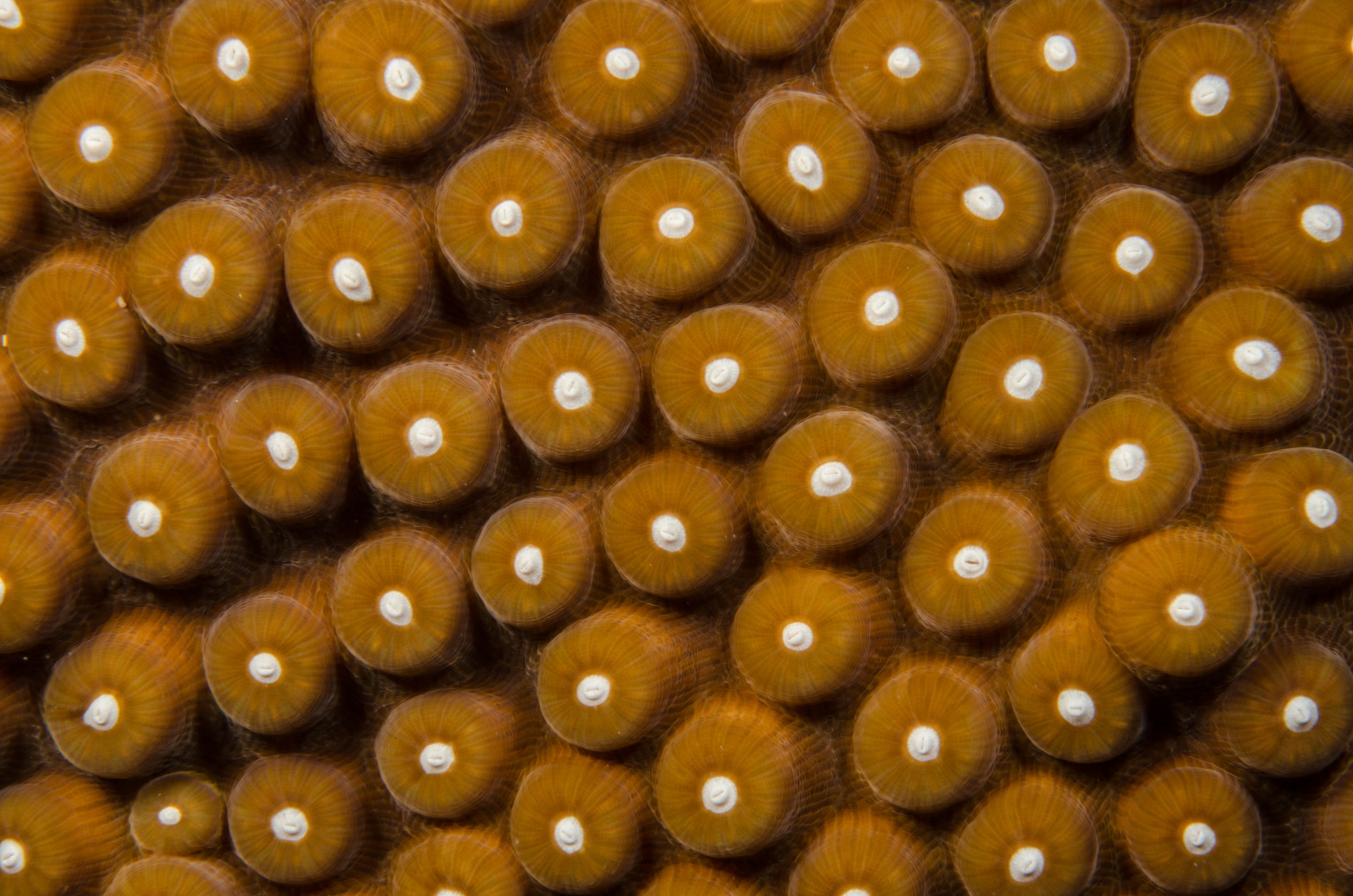 DSC_5212 – Bonaire, Marine, Park, Caribbean, crispin, aaus, Coral