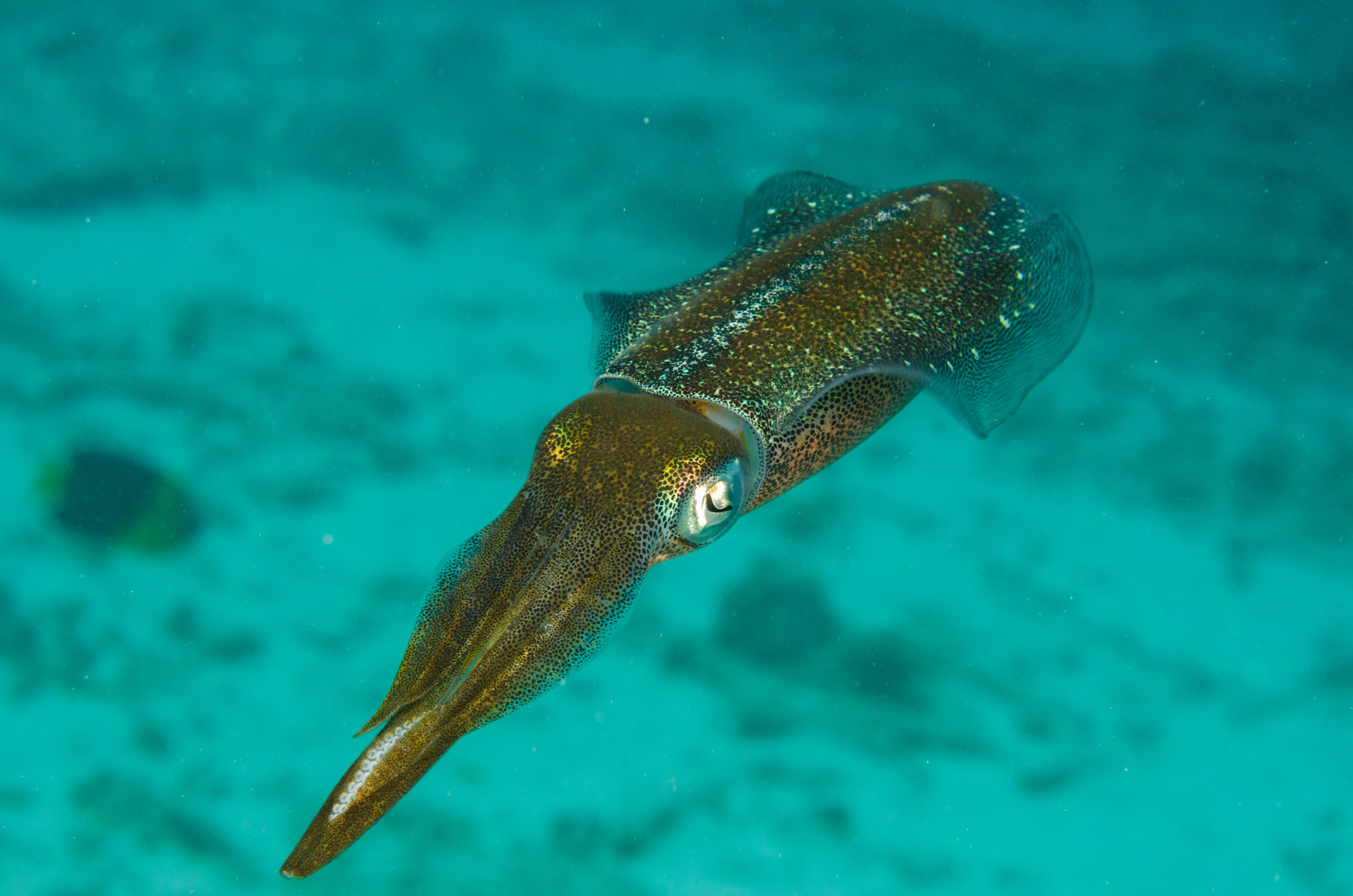 DSC_5366 – Bonaire, Marine, Park, Caribbean, crispin, aaus, squid