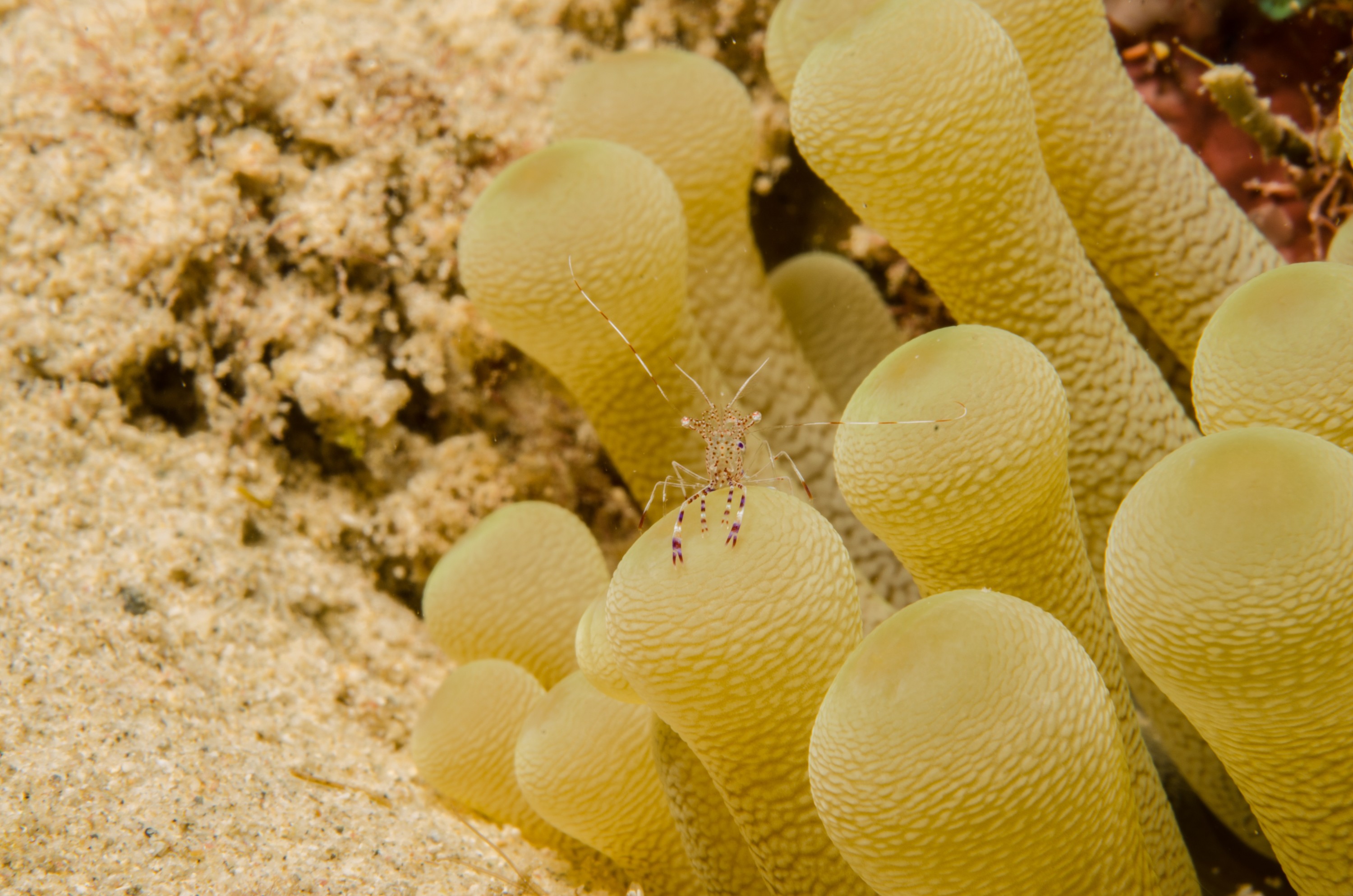 DSC_5451 – Bonaire, Marine, Park, Caribbean, crispin, aaus, spotted, cleaner, shrimp