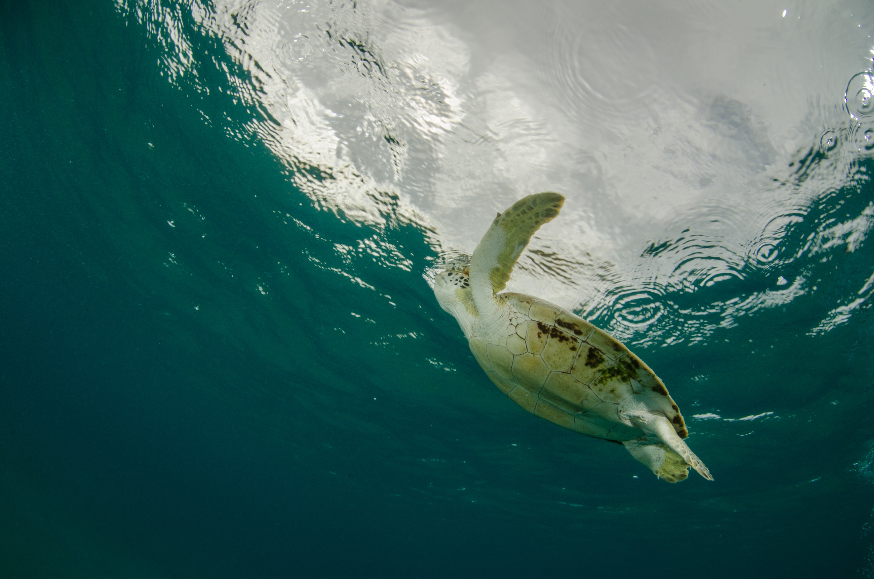 DSC_5692 – Bonaire, Marine, Park, Caribbean, crispin, aaus, turtle