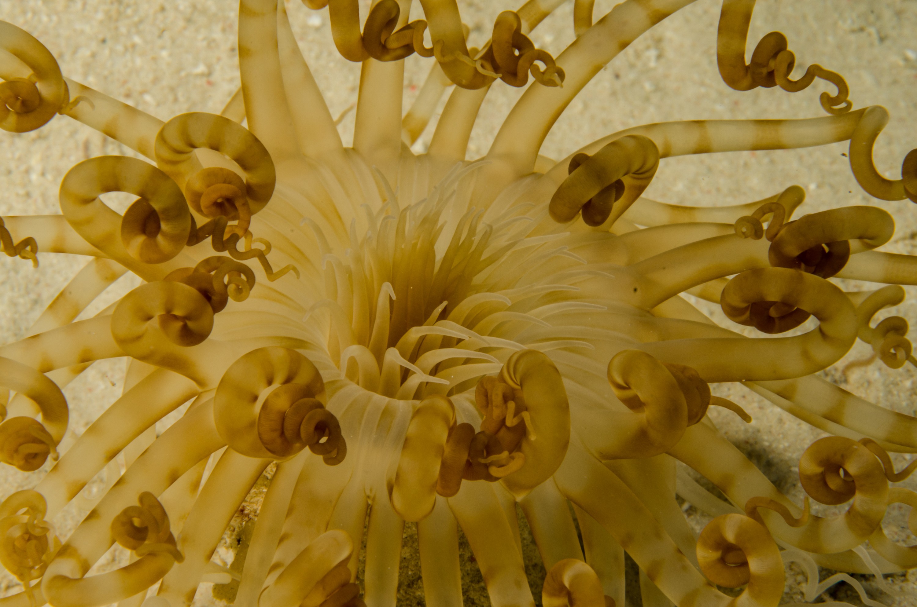 DSC_5878 – Bonaire, Marine, Park, Caribbean, crispin, aaus, sand, anemone
