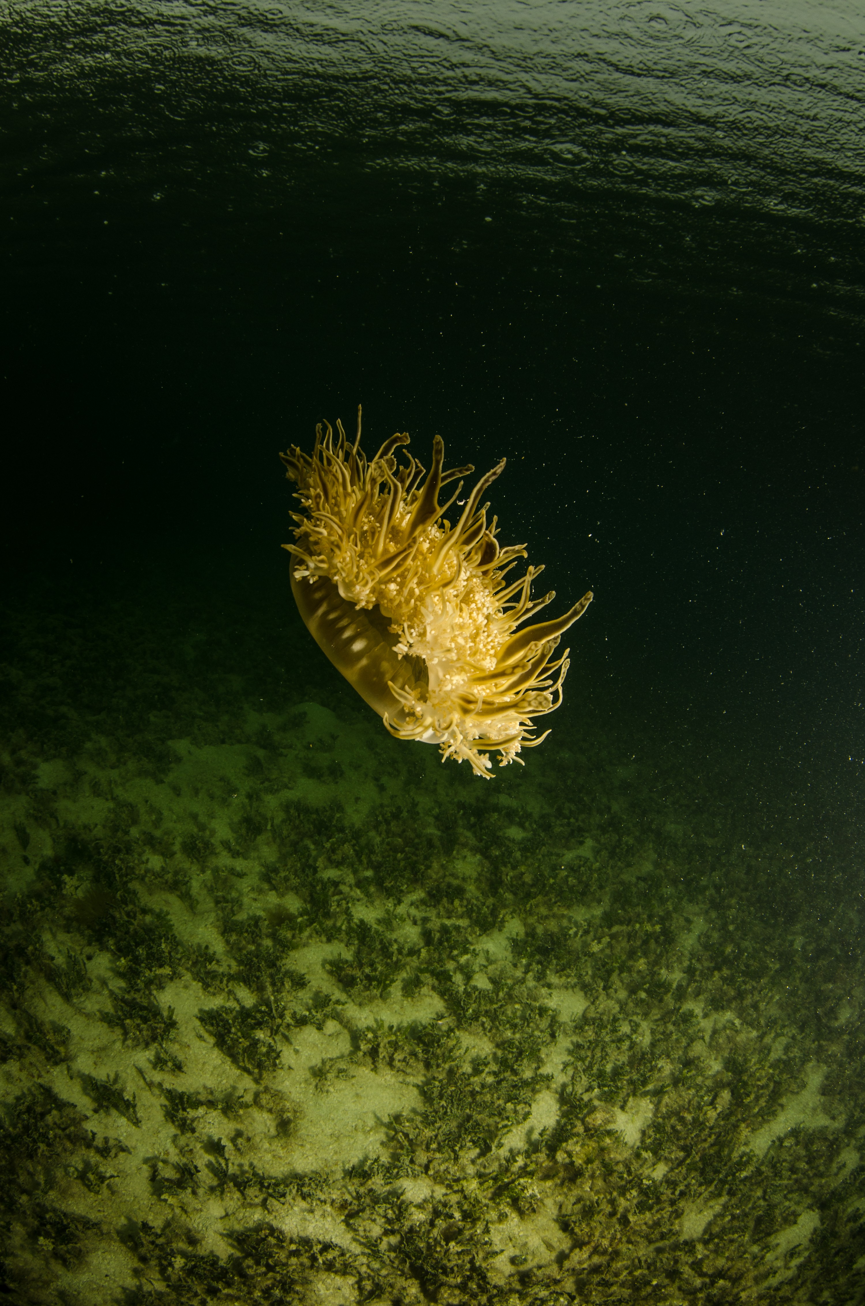 DSC_5990 – Bonaire, Marine, Park, Caribbean, crispin, aaus, Lac, Bay, Upsidedown, updside, down, jelly fish, jellyfish,