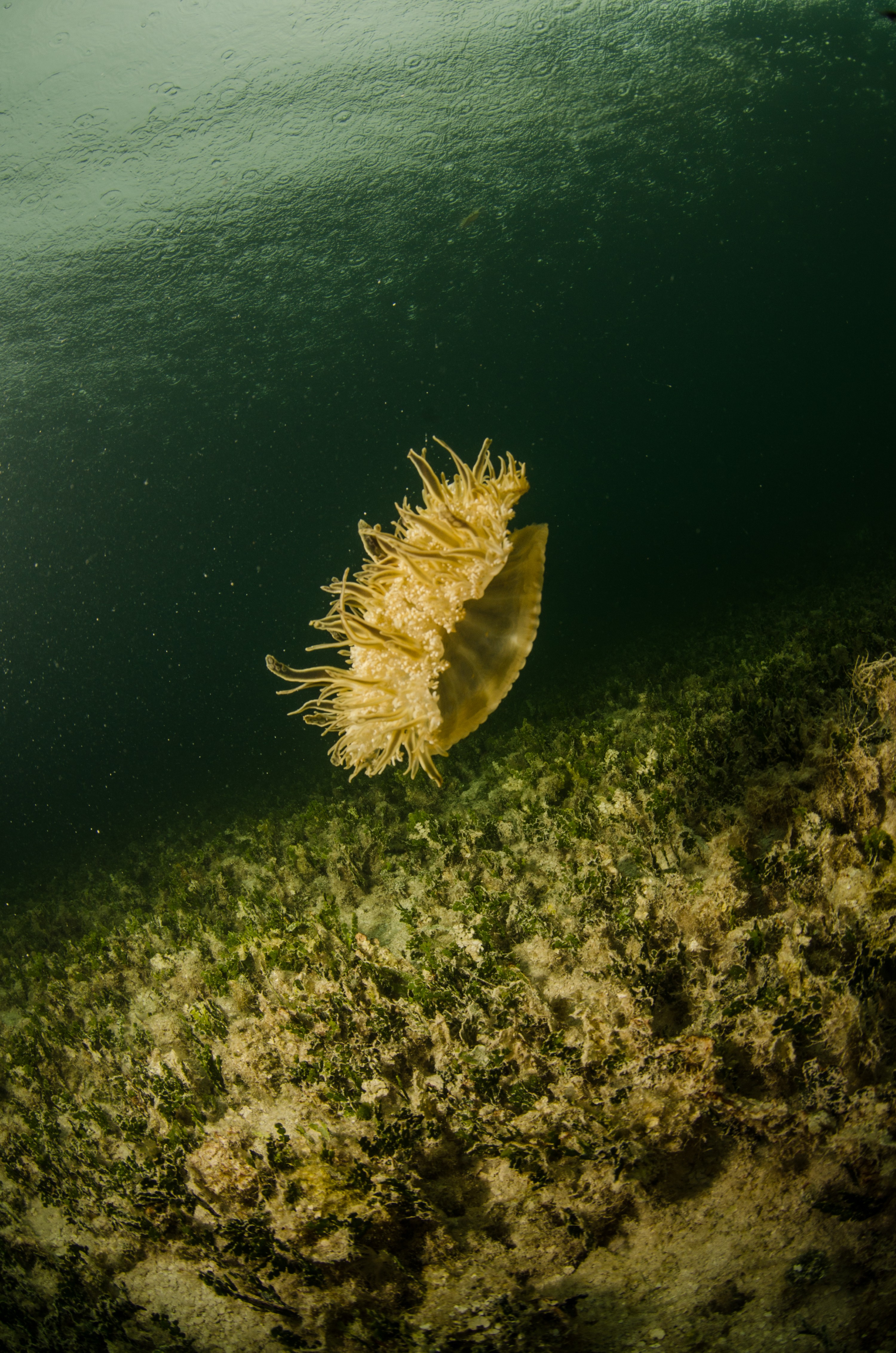 DSC_5997 – Bonaire, Marine, Park, Caribbean, crispin, aaus, Lac, Bay, Upsidedown, updside, down, jelly fish, jellyfish,