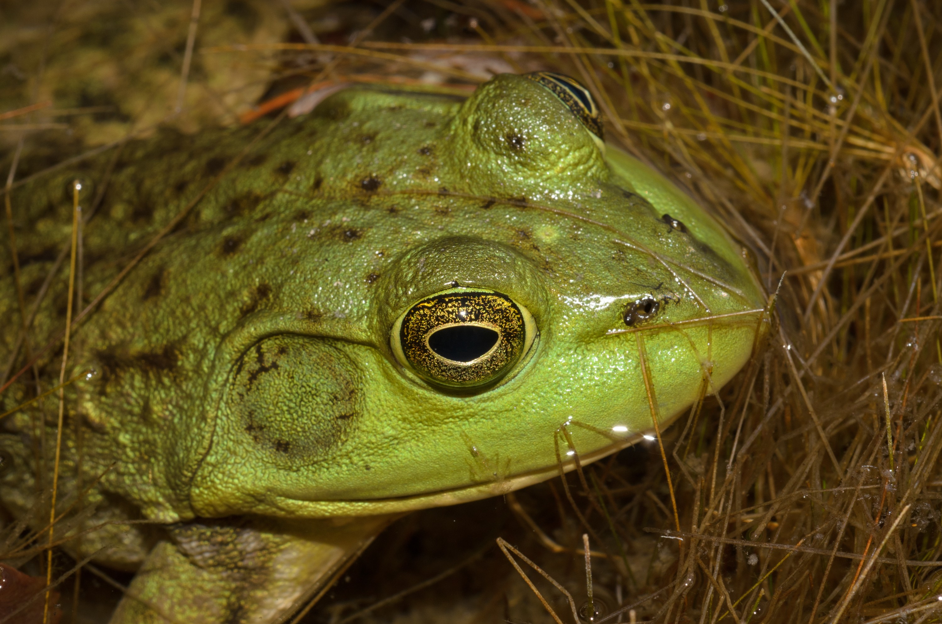 DSC_0071 – 2016, America, Crispin, Massachusetts, September, U.S.A., USA, american, bullfrog, seacology, seacologynz.com