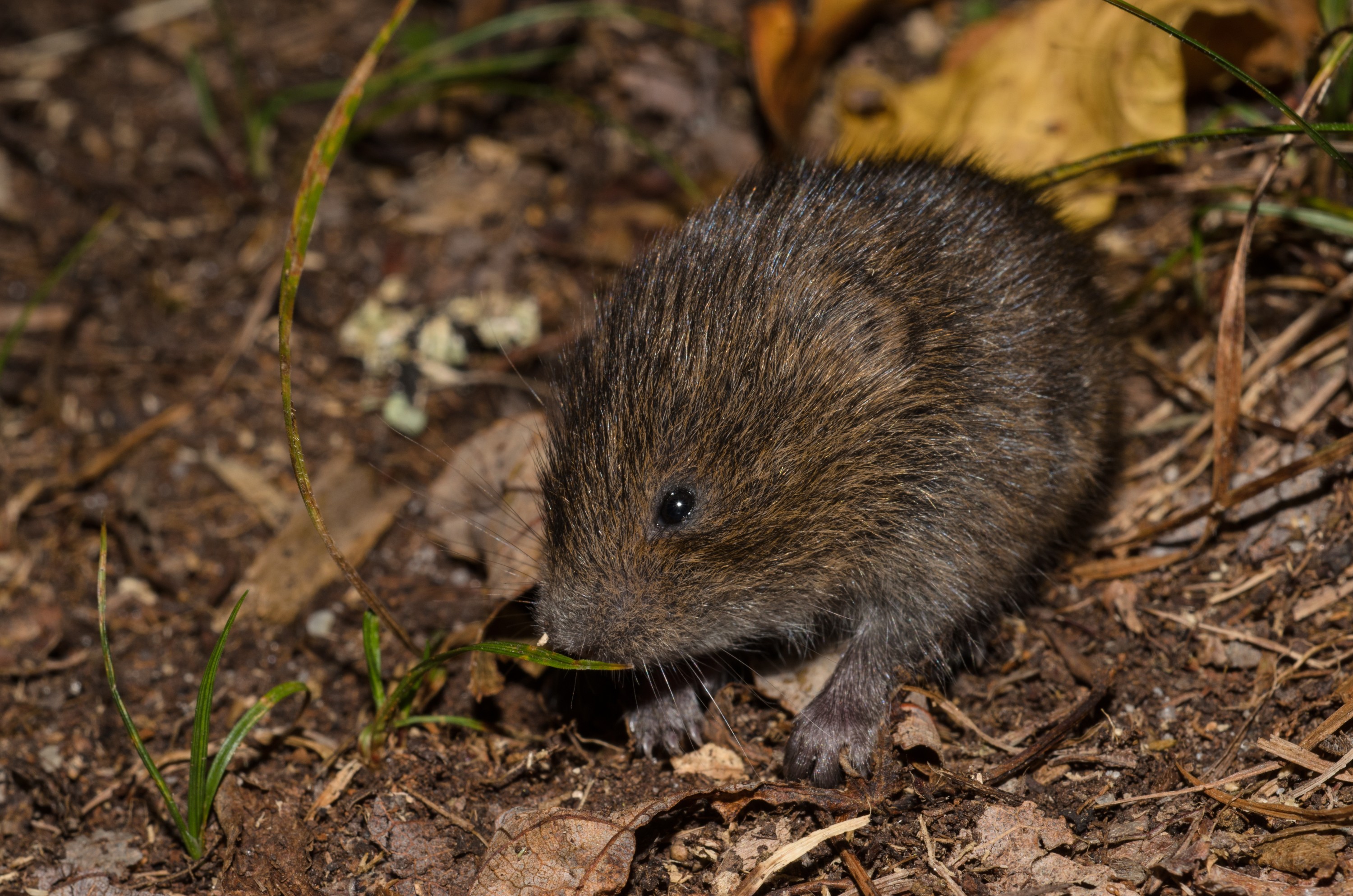 DSC_0116 – 2016, America, Crispin, Massachusetts, Meadow, Microtus, September, U.S.A., USA, pennsylvanicus, seacology, seacologynz.com, vole