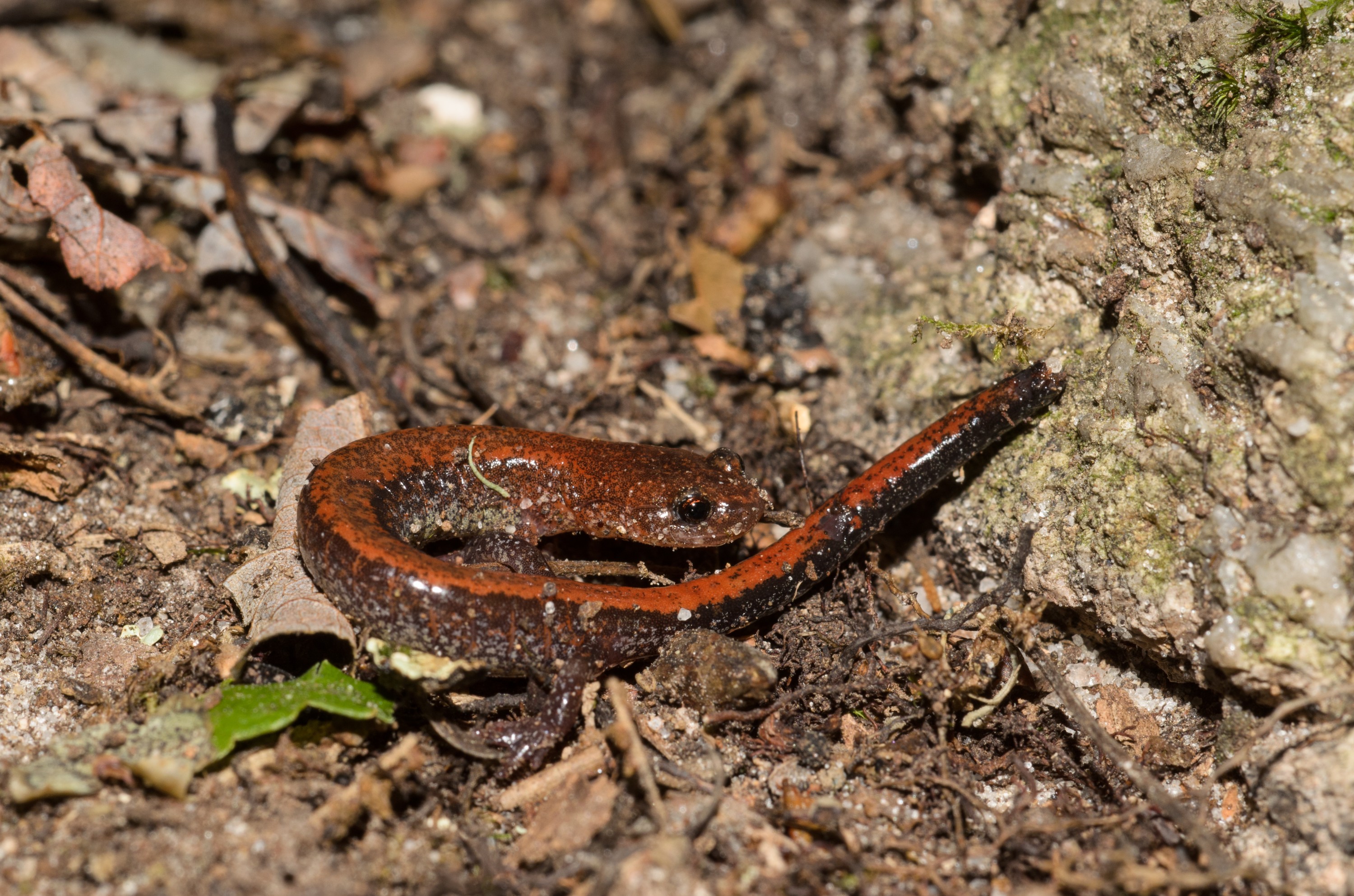 DSC_0143 – 2016, America, Crispin, Eastern, Massachusetts, Plethodon, Red, Salamander, September, U.S.A., USA, backed, cinereus), seacology, seacologynz.com