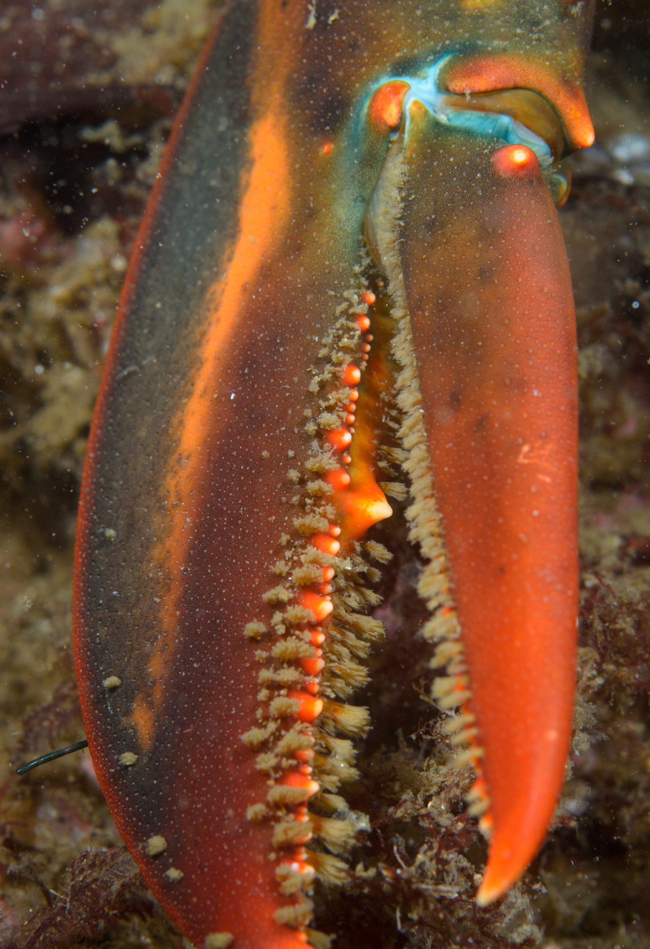 DSC_0169 – 2016, America, Crispin, Massachusetts, September, U.S.A., USA, ann, atlantic, cape, ocean, seacology, seacologynz.com