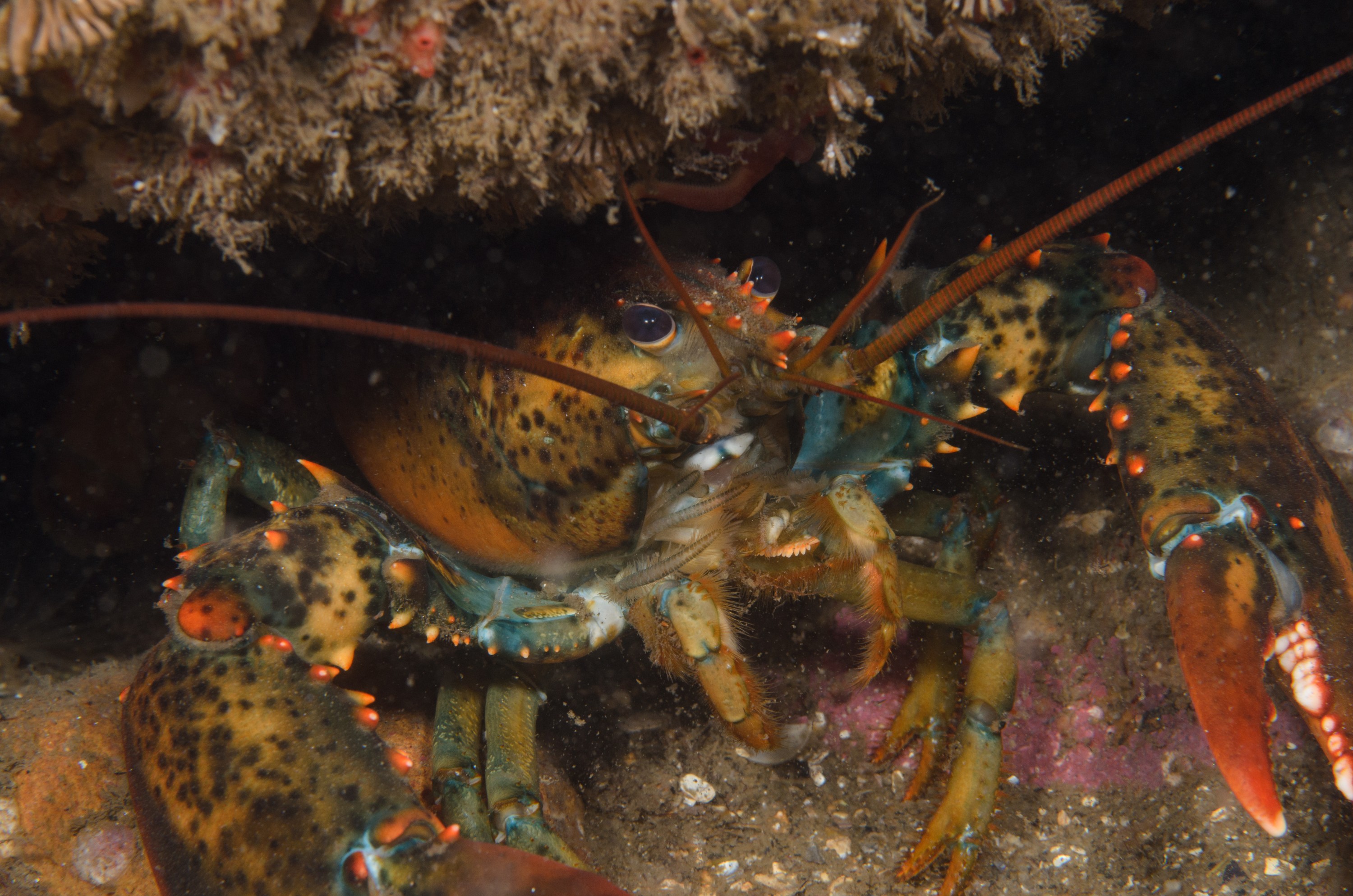 DSC_0184 – 2016, America, Crispin, Massachusetts, September, U.S.A., USA, ann, atlantic, cape, ocean, seacology, seacologynz.com
