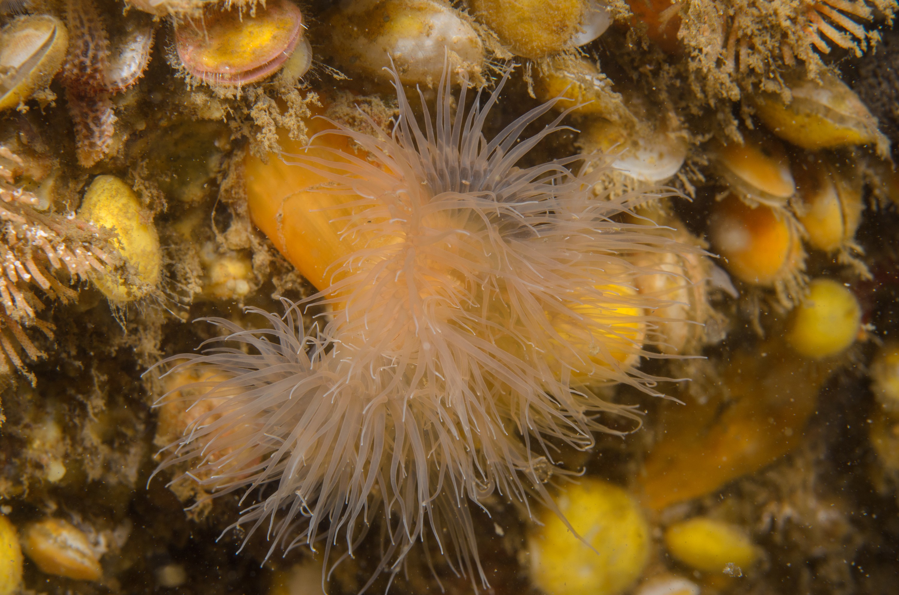 DSC_0186 – 2016, America, Crispin, Massachusetts, September, U.S.A., USA, ann, atlantic, cape, ocean, seacology, seacologynz.com