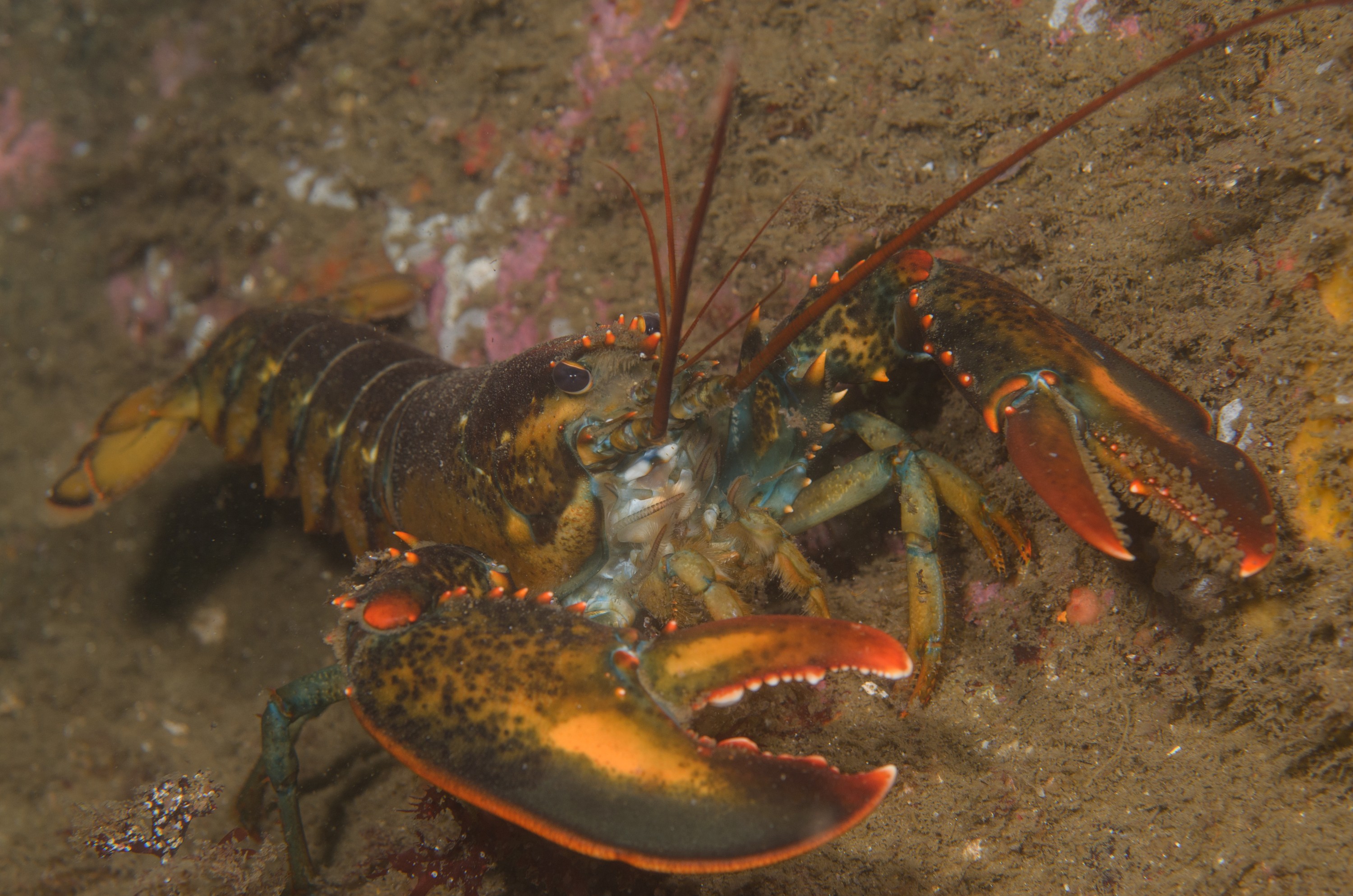 DSC_0231 – 2016, America, Crispin, Massachusetts, September, U.S.A., USA, ann, atlantic, cape, ocean, seacology, seacologynz.com