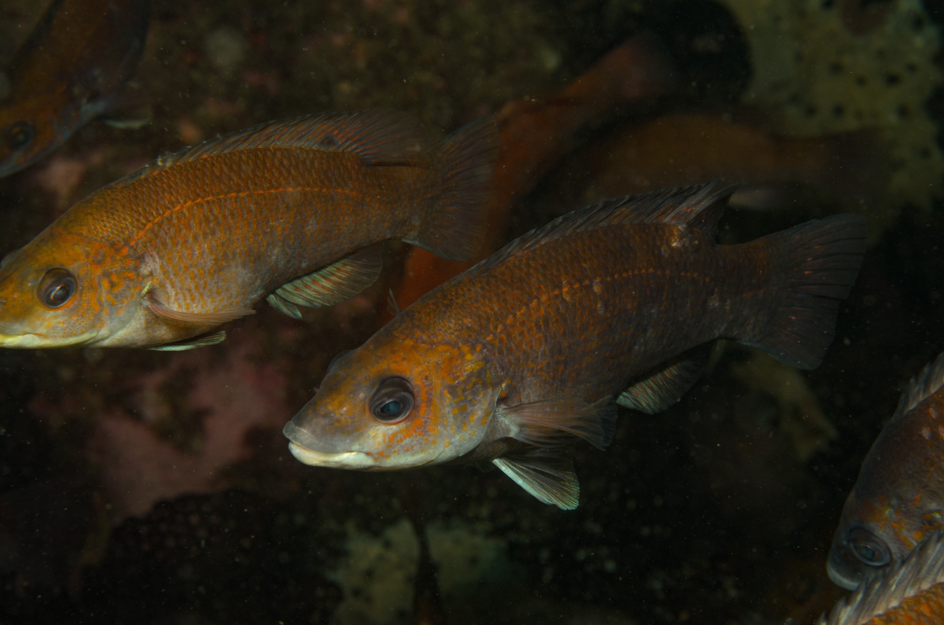 DSC_0254 – 2016, America, Crispin, Massachusetts, September, U.S.A., USA, ann, atlantic, cape, ocean, seacology, seacologynz.com, Cunner, Tautogolabrus, adspersus,