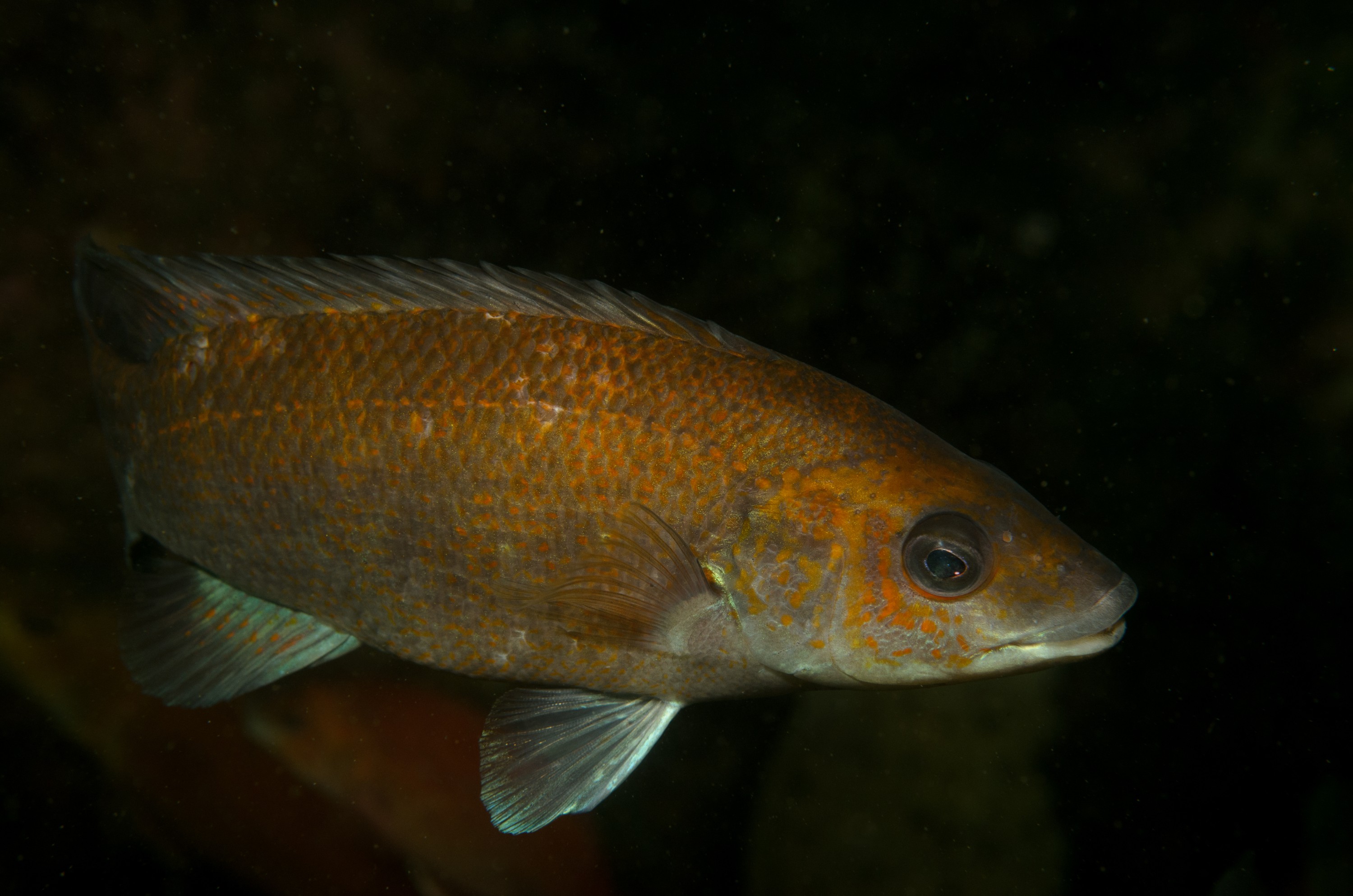 DSC_0255 – 2016, America, Crispin, Massachusetts, September, U.S.A., USA, ann, atlantic, cape, ocean, seacology, seacologynz.com, Cunner, Tautogolabrus, adspersus,