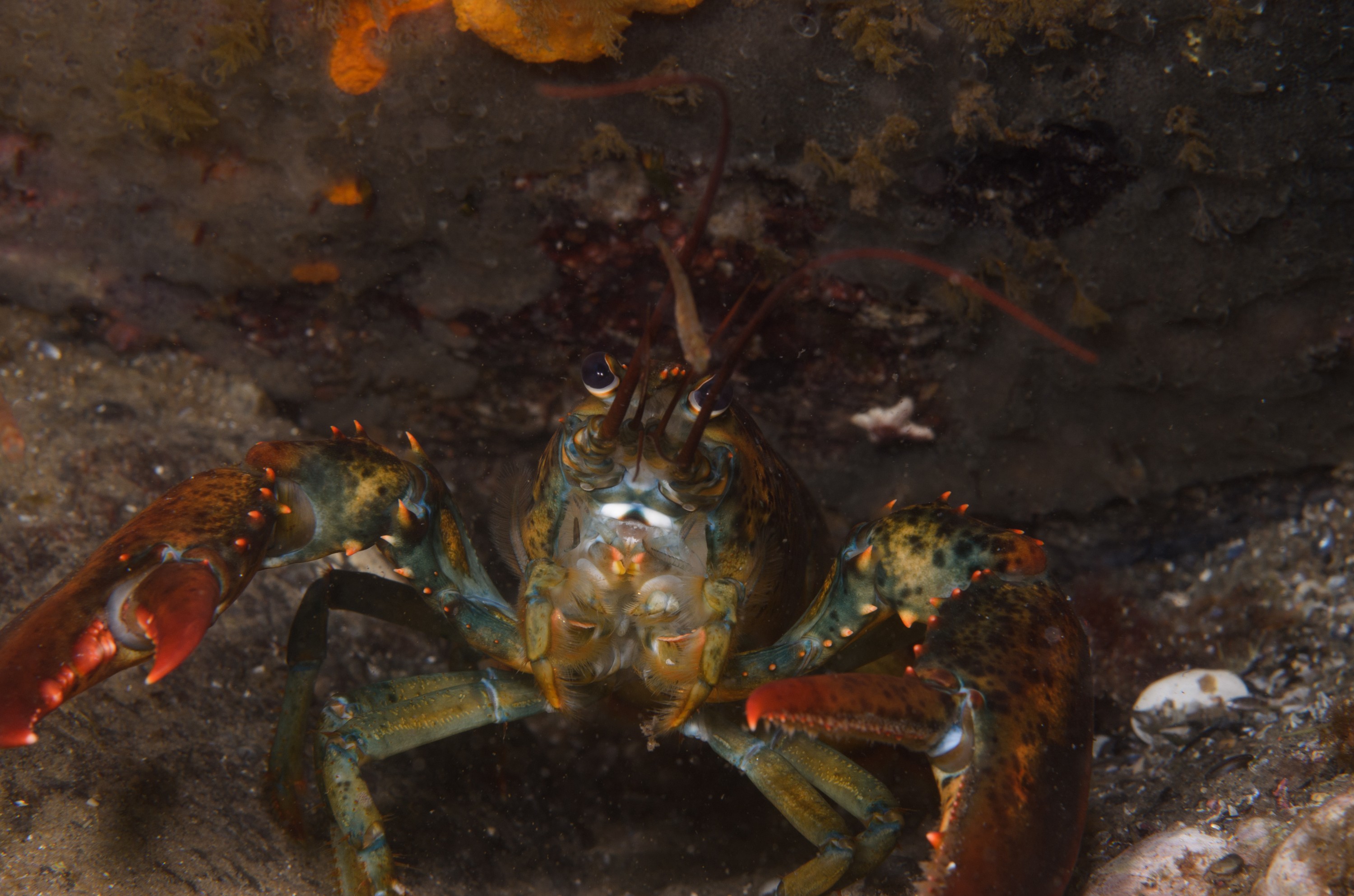 DSC_0315 – 2016, America, Crispin, Massachusetts, September, U.S.A., USA, ann, atlantic, cape, ocean, seacology, seacologynz.com