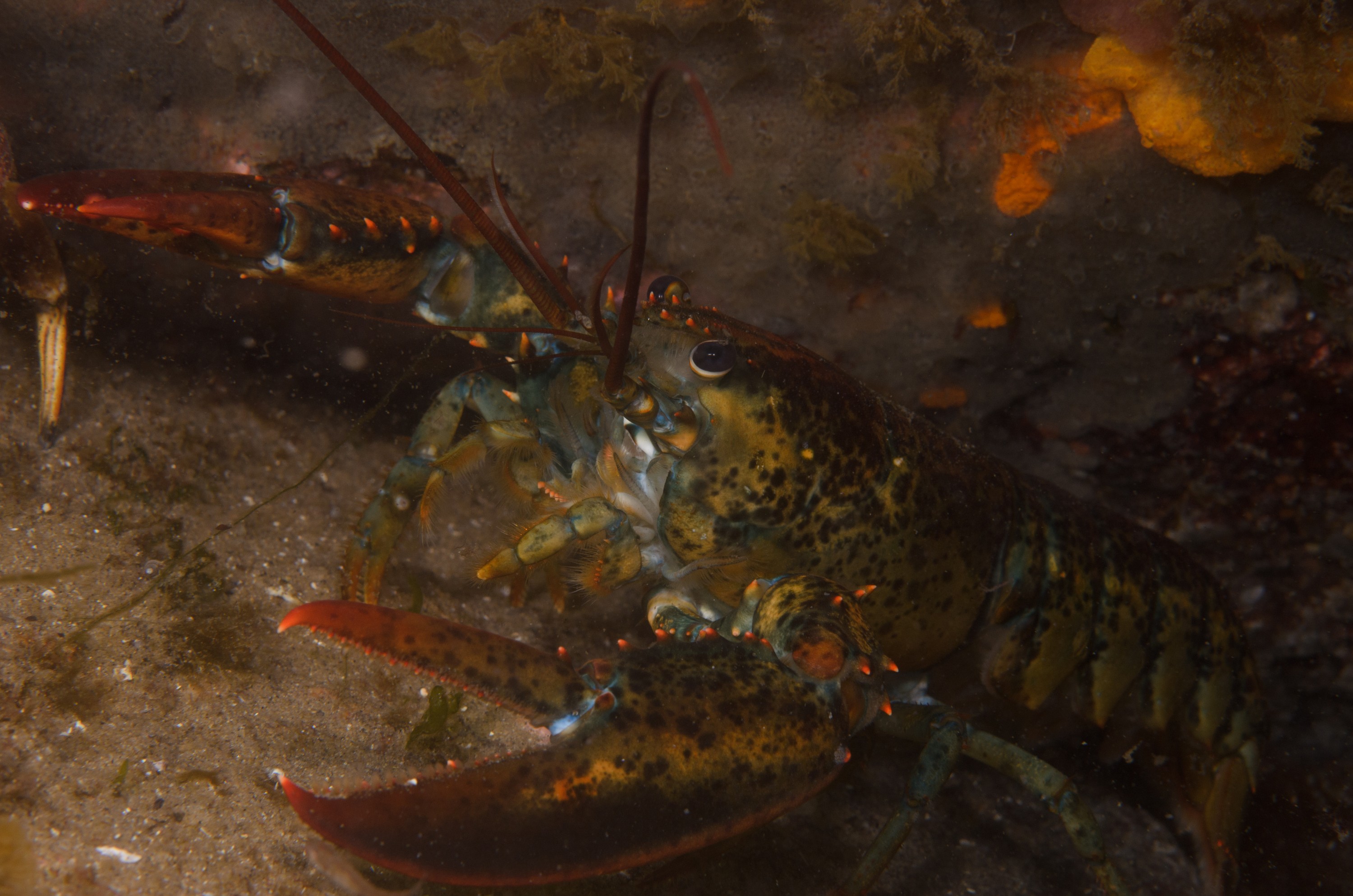 DSC_0318 – 2016, America, Crispin, Massachusetts, September, U.S.A., USA, ann, atlantic, cape, ocean, seacology, seacologynz.com