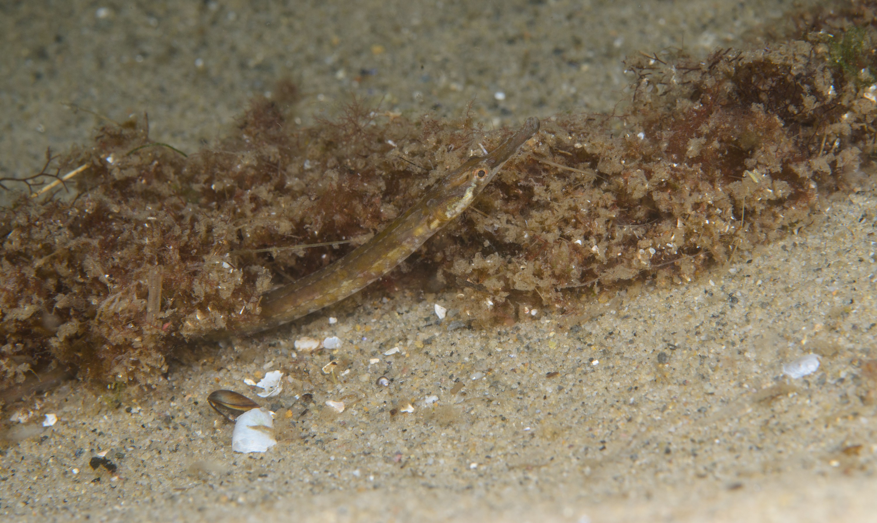 DSC_0357 – 2016, America, Crispin, Massachusetts, September, U.S.A., USA, ann, atlantic, cape, ocean, seacology, seacologynz.com