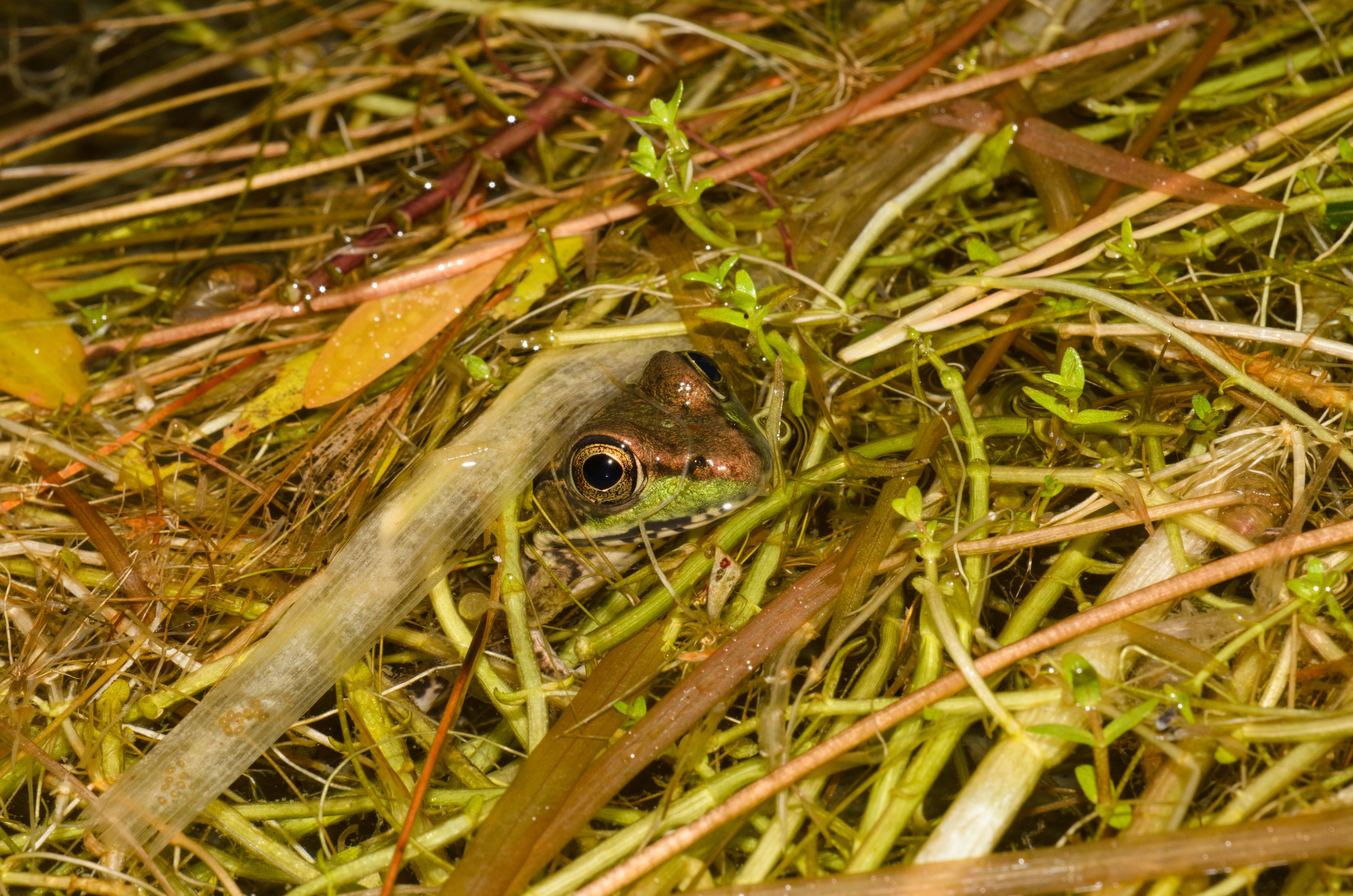 DSC_0392 – 2016, America, Crispin, Massachusetts, September, U.S.A., USA, american, bullfrog, seacology, seacologynz.com