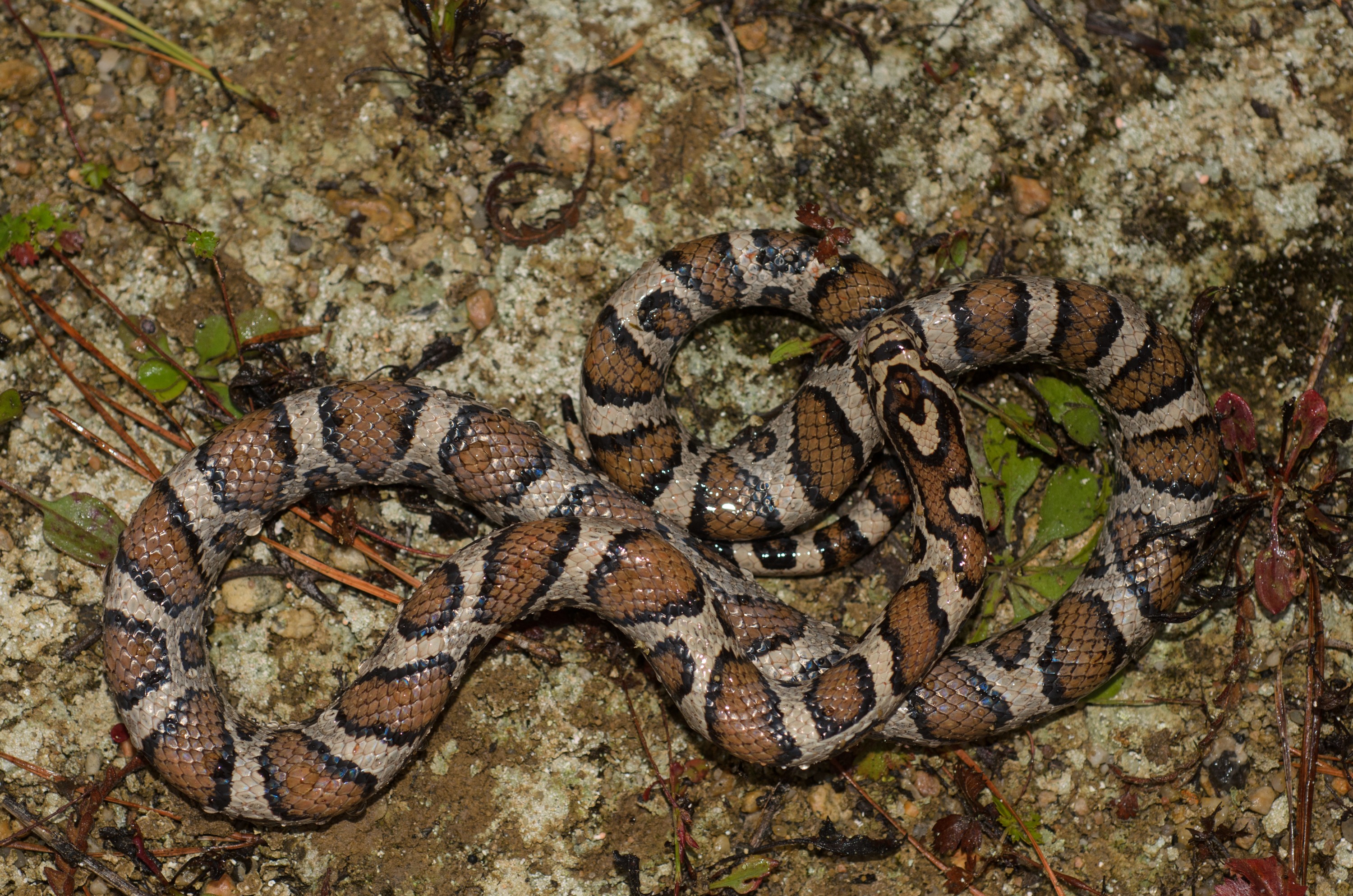 DSC_0427 – 2016, America, Corn Snake, Crispin, Massachusetts, September, U.S.A., USA, seacology, seacologynz.com