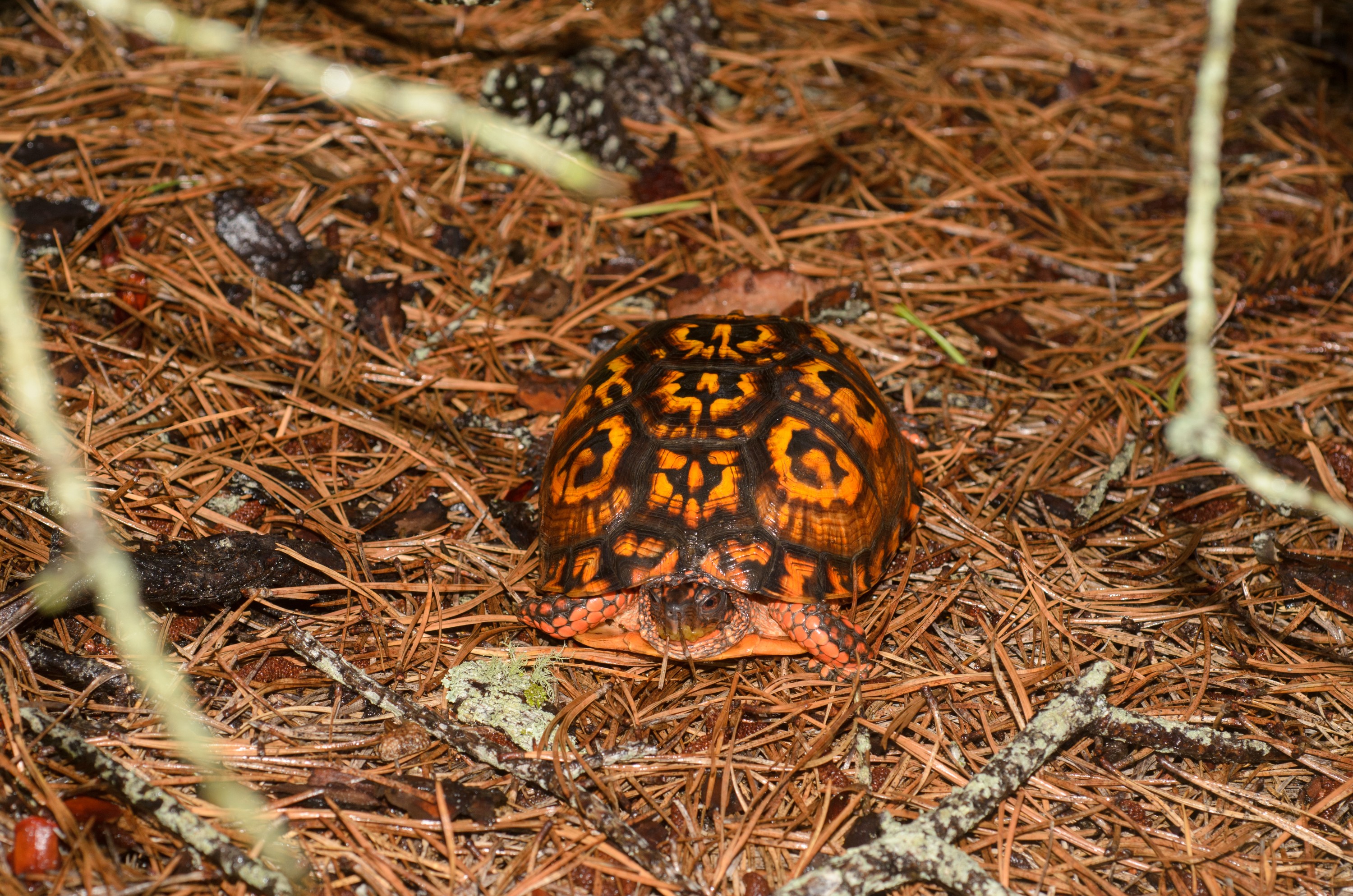 DSC_0434 – 2016, America, Crispin, Massachusetts, September, U.S.A., USA, seacology, seacologynz.com, turtle