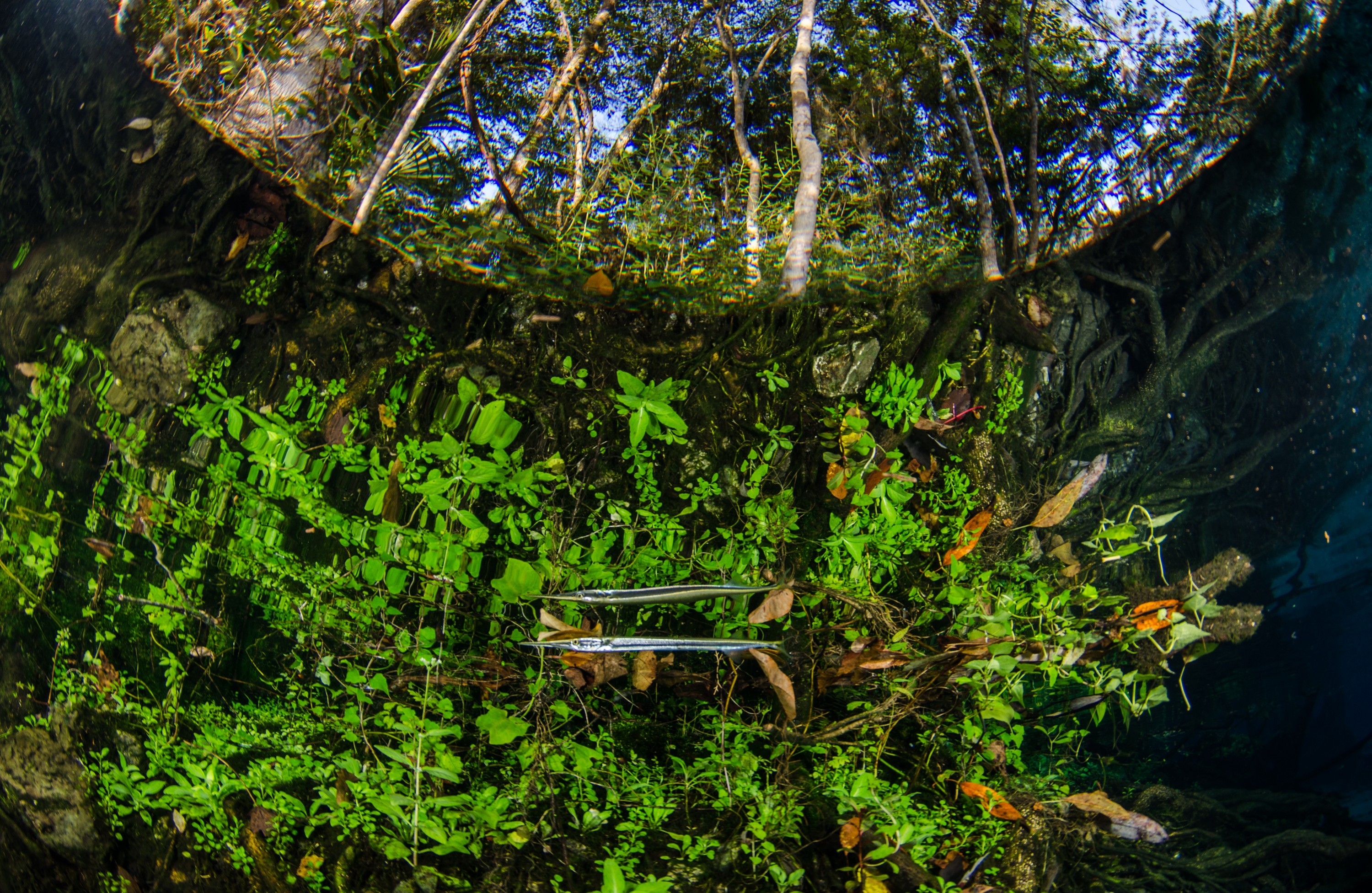 DSC_0863 – Crystal, River, Florida, clear, freshwater, stream, river, Crispin, USA, Florida,
