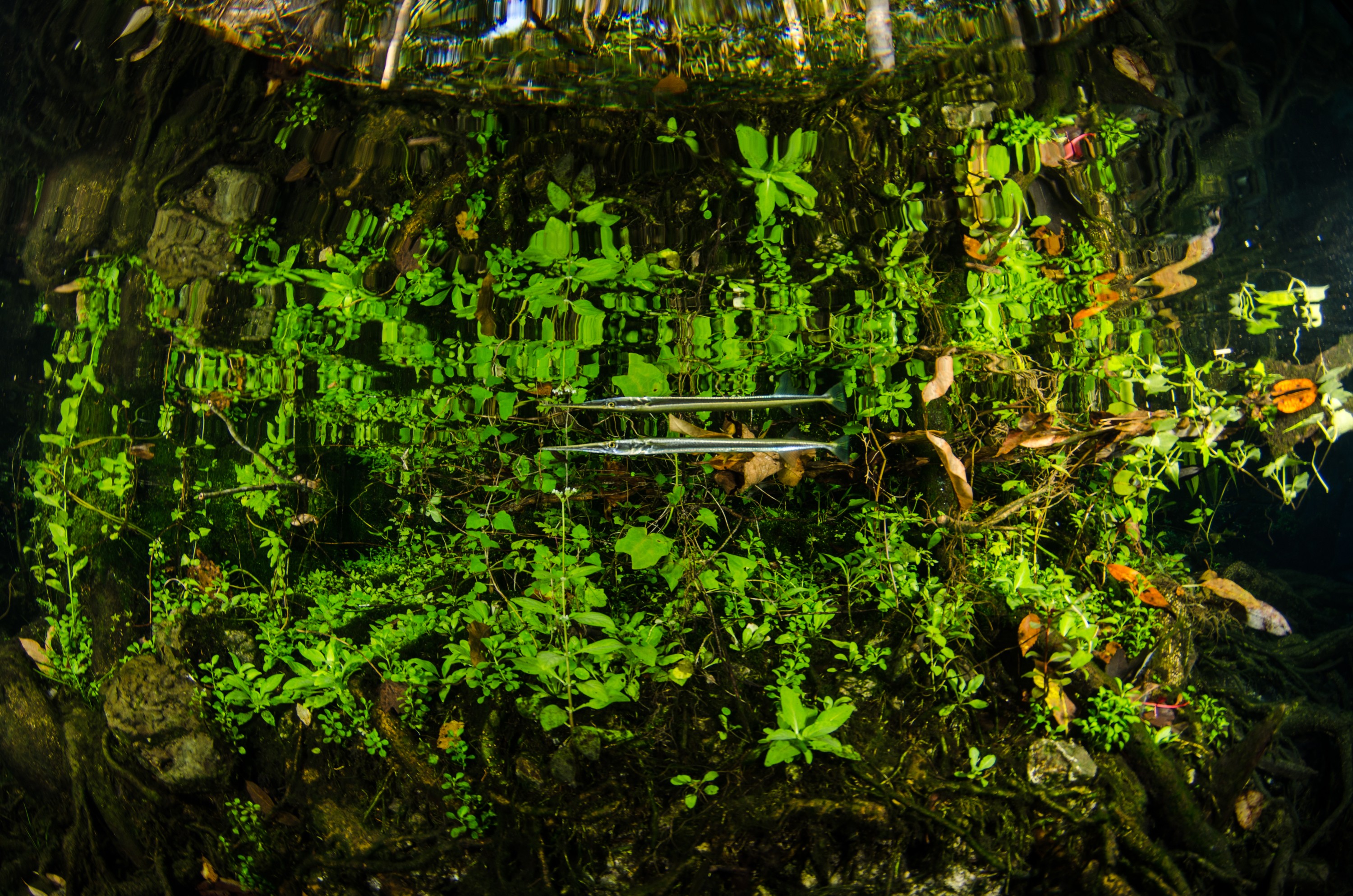 DSC_0864 – Crystal, River, Florida, clear, freshwater, stream, river, Crispin, USA, Florida,
