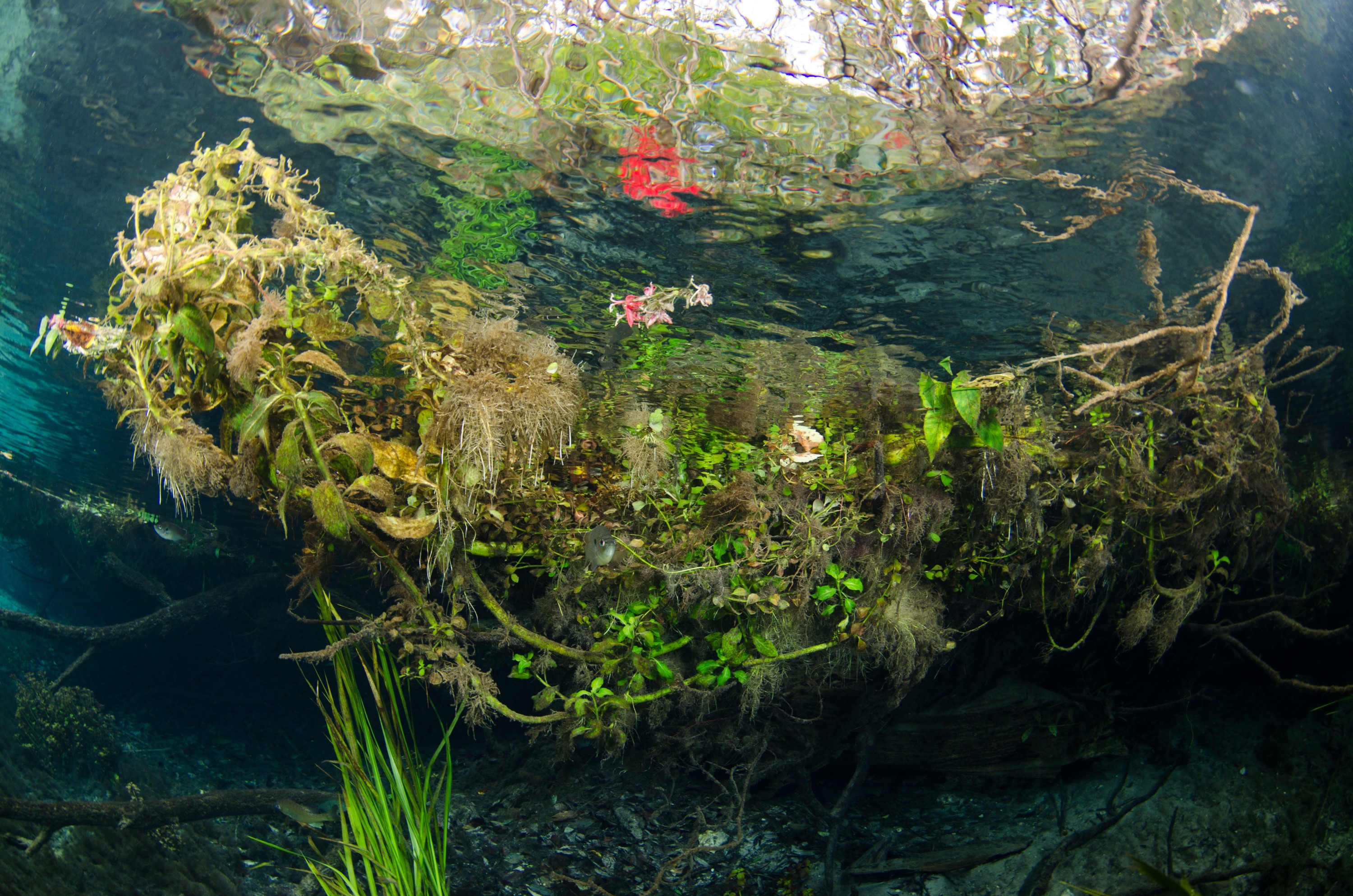 DSC_1126 – Florida Springs, Weed Beds, plants, aquatic, Crispin, USA, Florida,