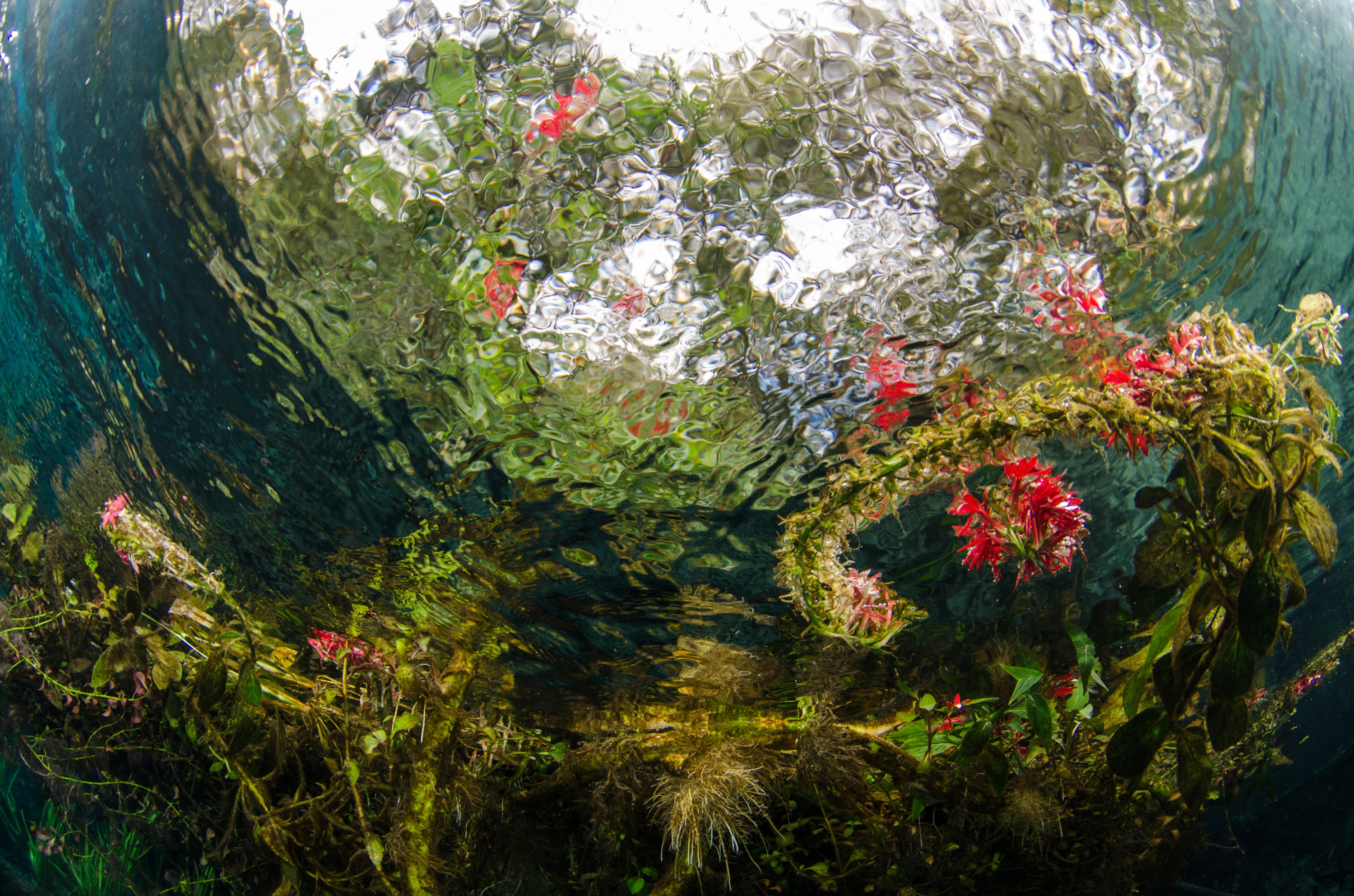 DSC_1132 – Florida Springs, Weed Beds, plants, aquatic, Crispin, USA, Florida,