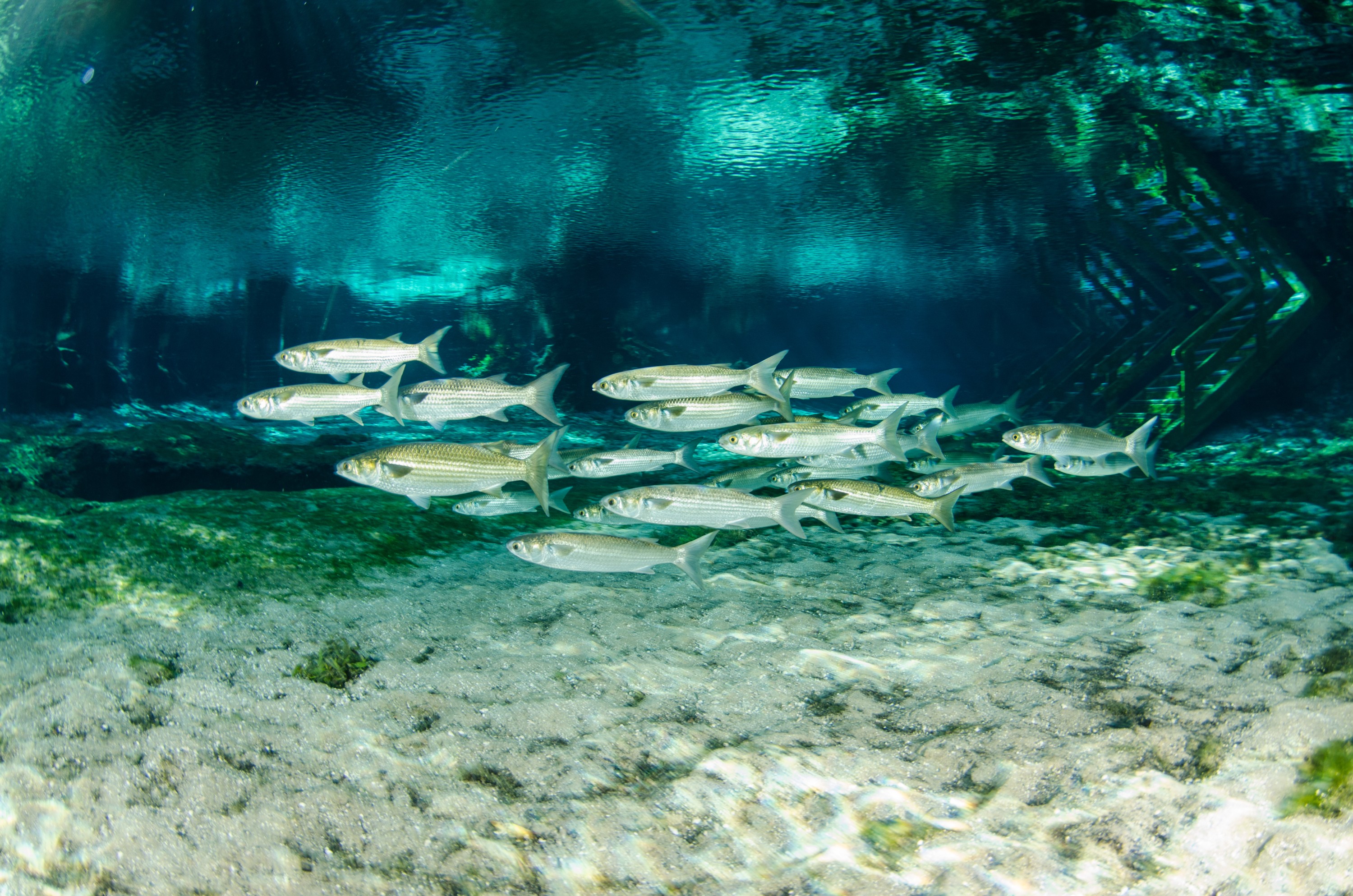 DSC_1313 – Grey, mullet, Mugil, cephalus, florida, spring, stream, Crispin, USA, Florida,