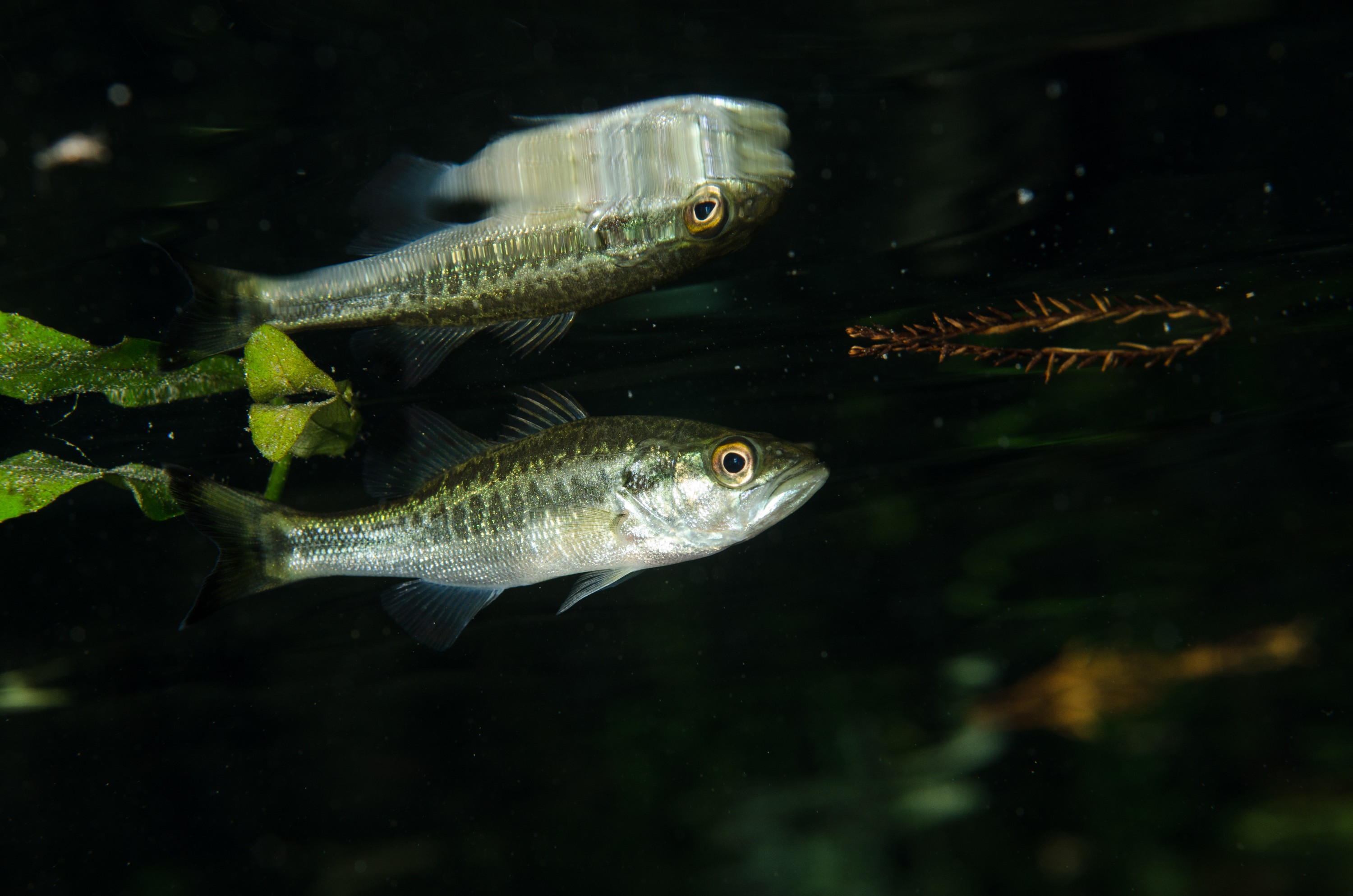 DSC_1395 – Largemouth, bass, Micropterus, salmoides, Florida, Springs, Crispin, USA, Florida,