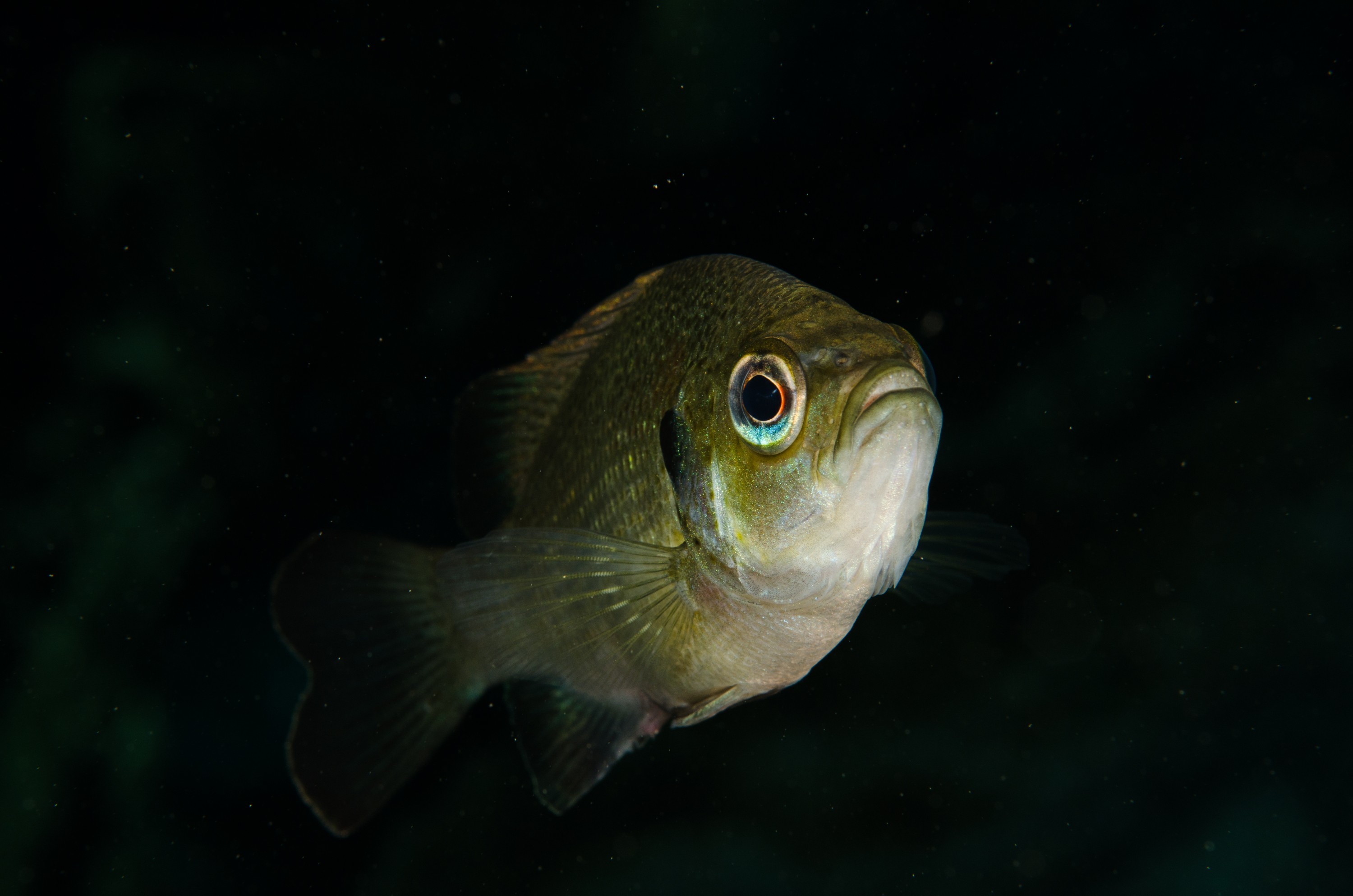 DSC_1414 – Florida stream, clear, freshwater, stream, river, Lepomis, macrochirus, bluegill, blue, gill, Crispin, USA, Florida,