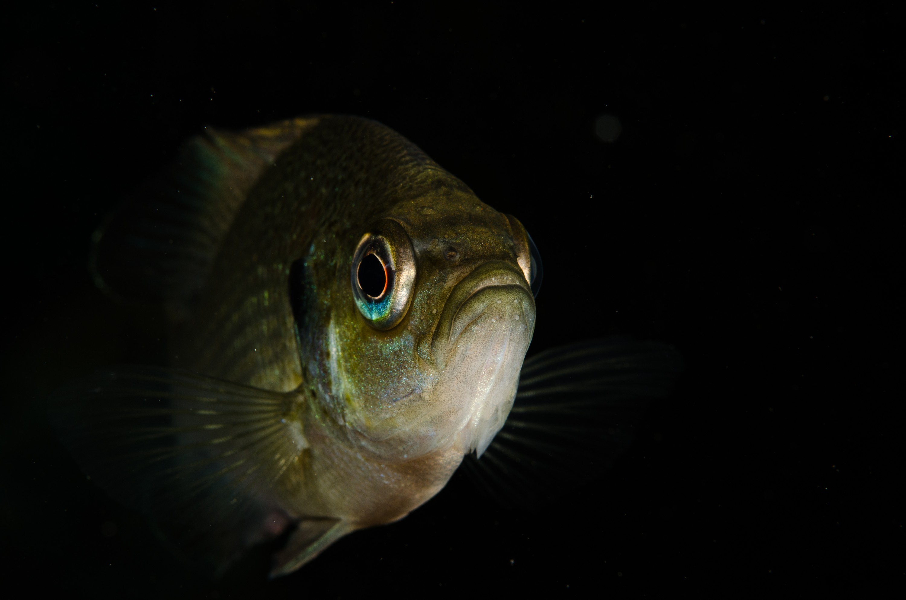 DSC_1416 – Florida stream, clear, freshwater, stream, river, Lepomis, macrochirus, bluegill, blue, gill, Crispin, USA, Florida,