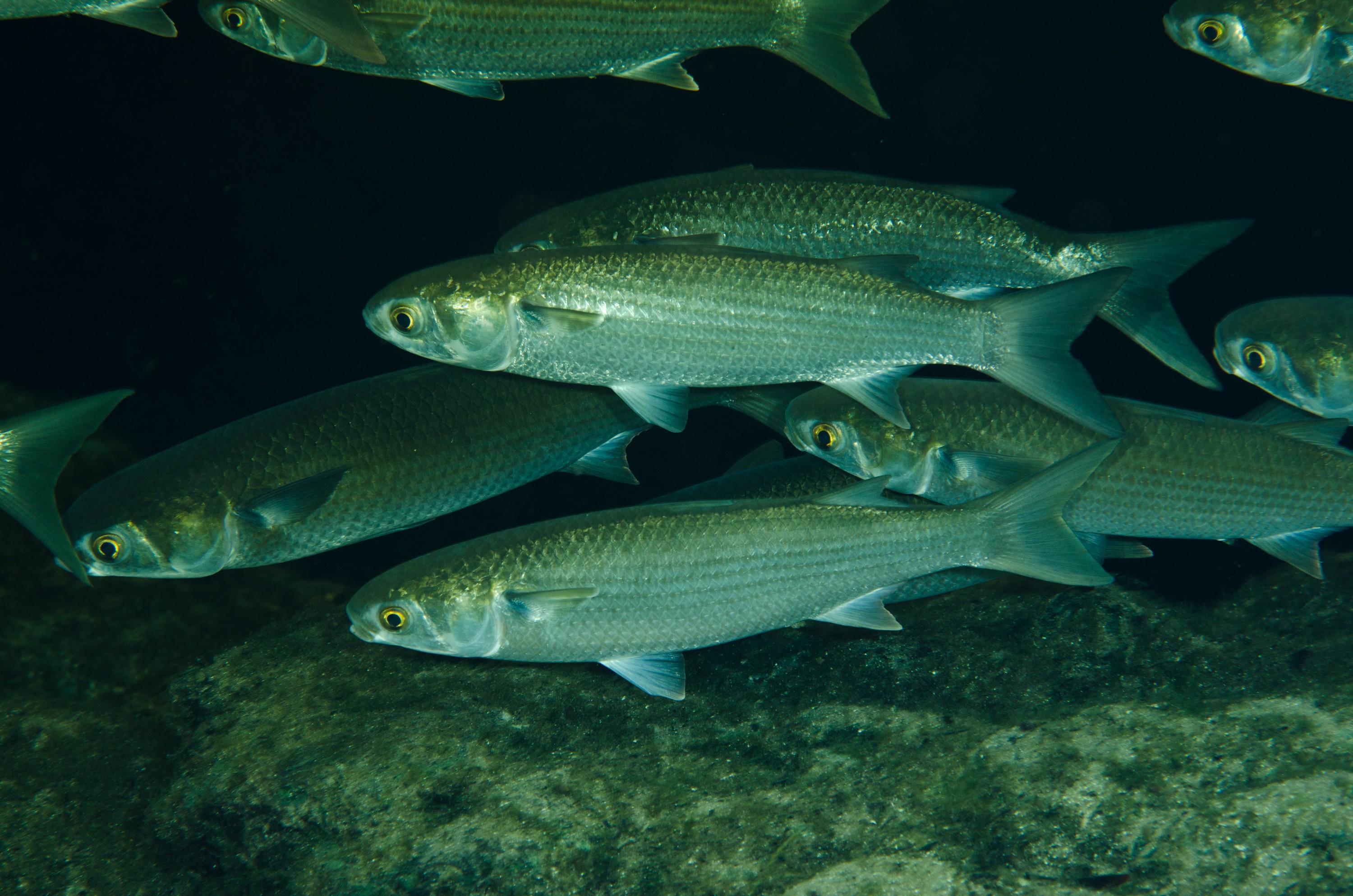 DSC_1451 – Grey, mullet, Mugil, cephalus, florida, spring, stream, Crispin, USA, Florida,