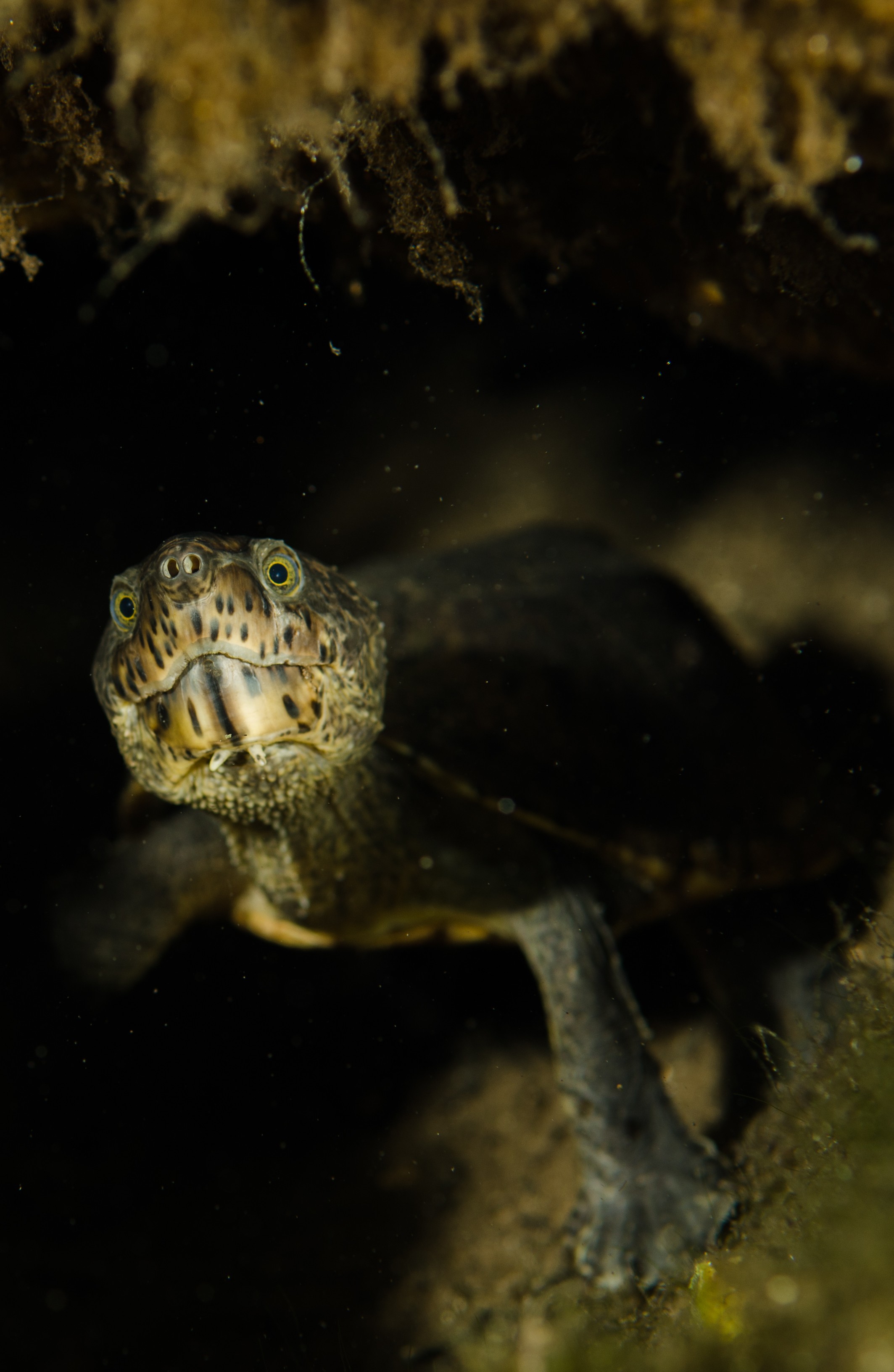 DSC_1464 – snapping, turtle, Chelydra, serpentina, florida, spring, stream, Crispin, USA, Florida,